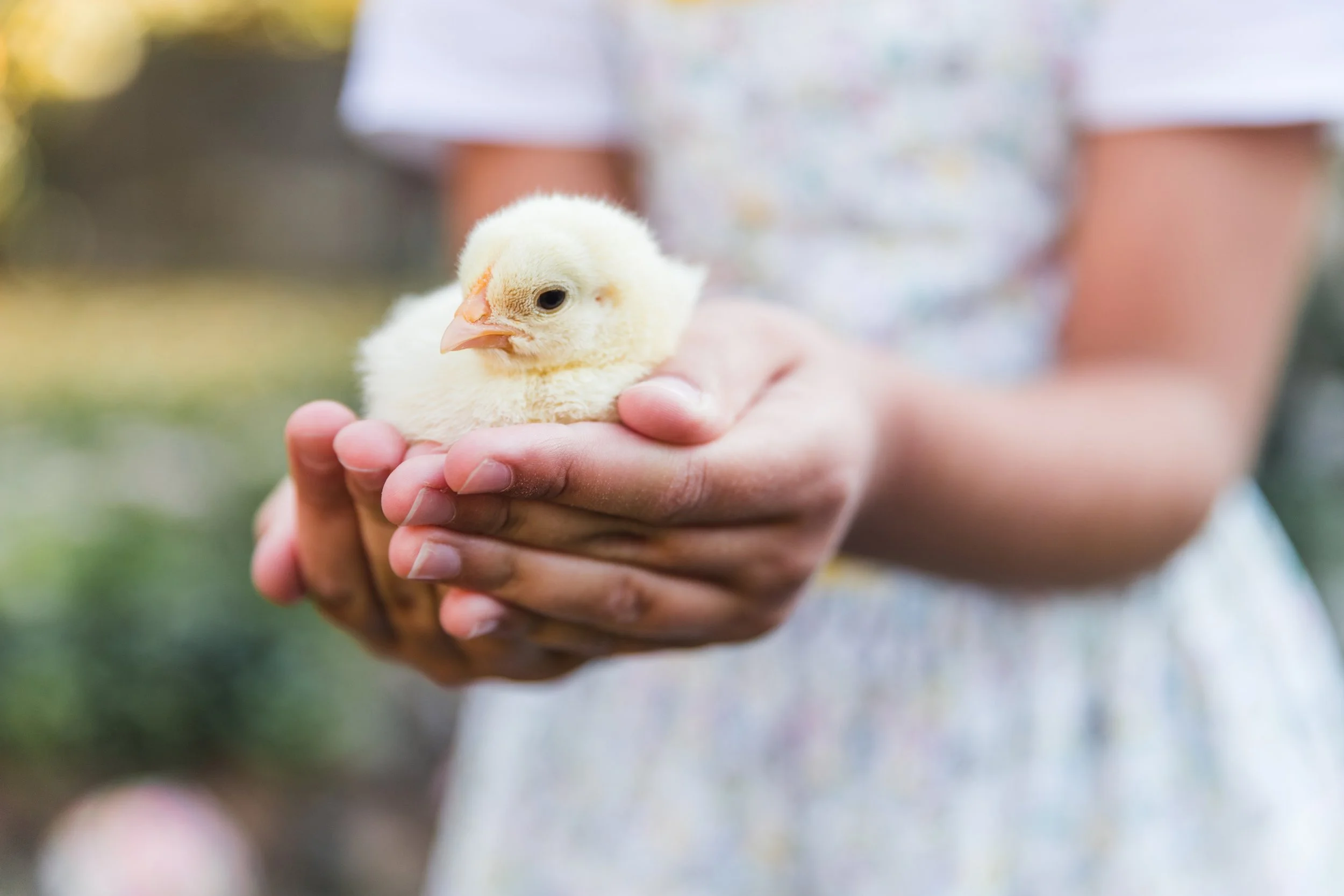 A person gently holds a fluffy yellow chick in their hands, with a blurred outdoor background.
