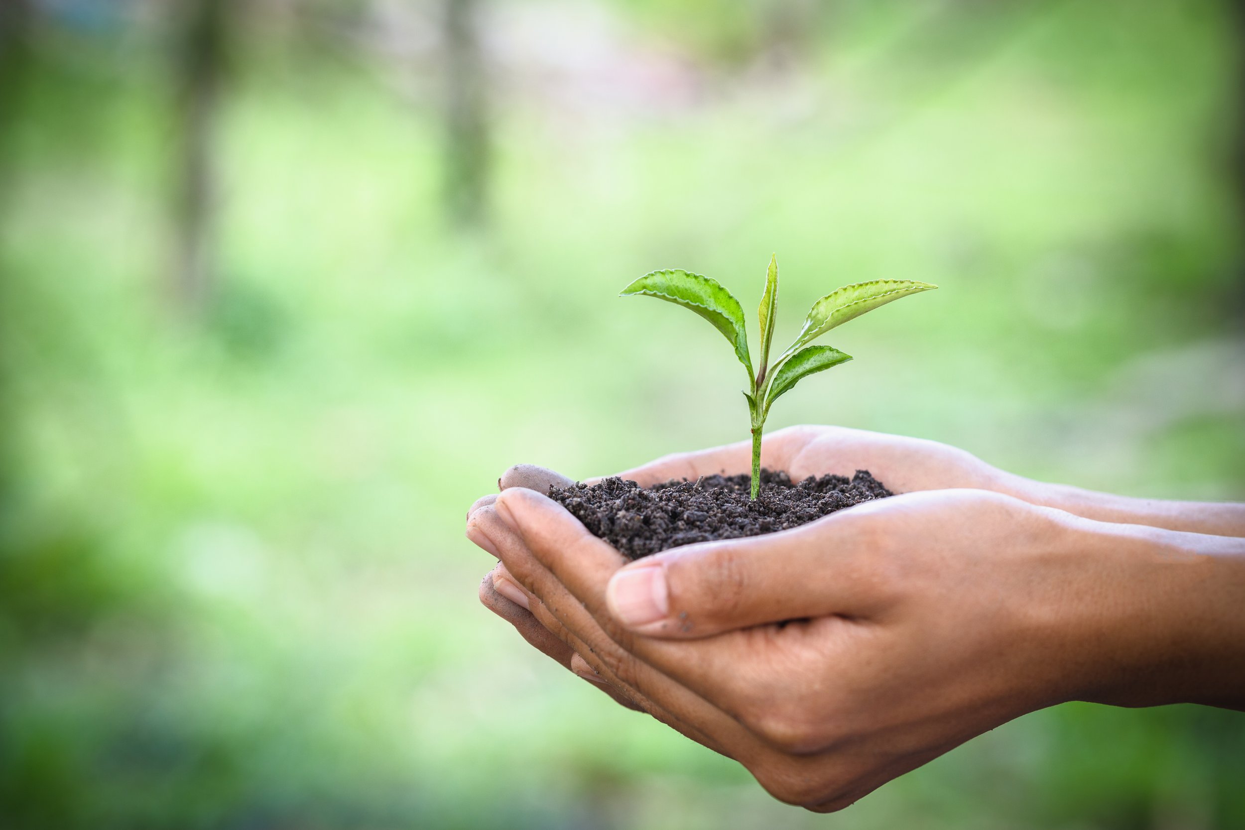 Two hands gently hold a small green seedling growing in dark soil, with a blurred natural green background, symbolizing growth and environmental care.