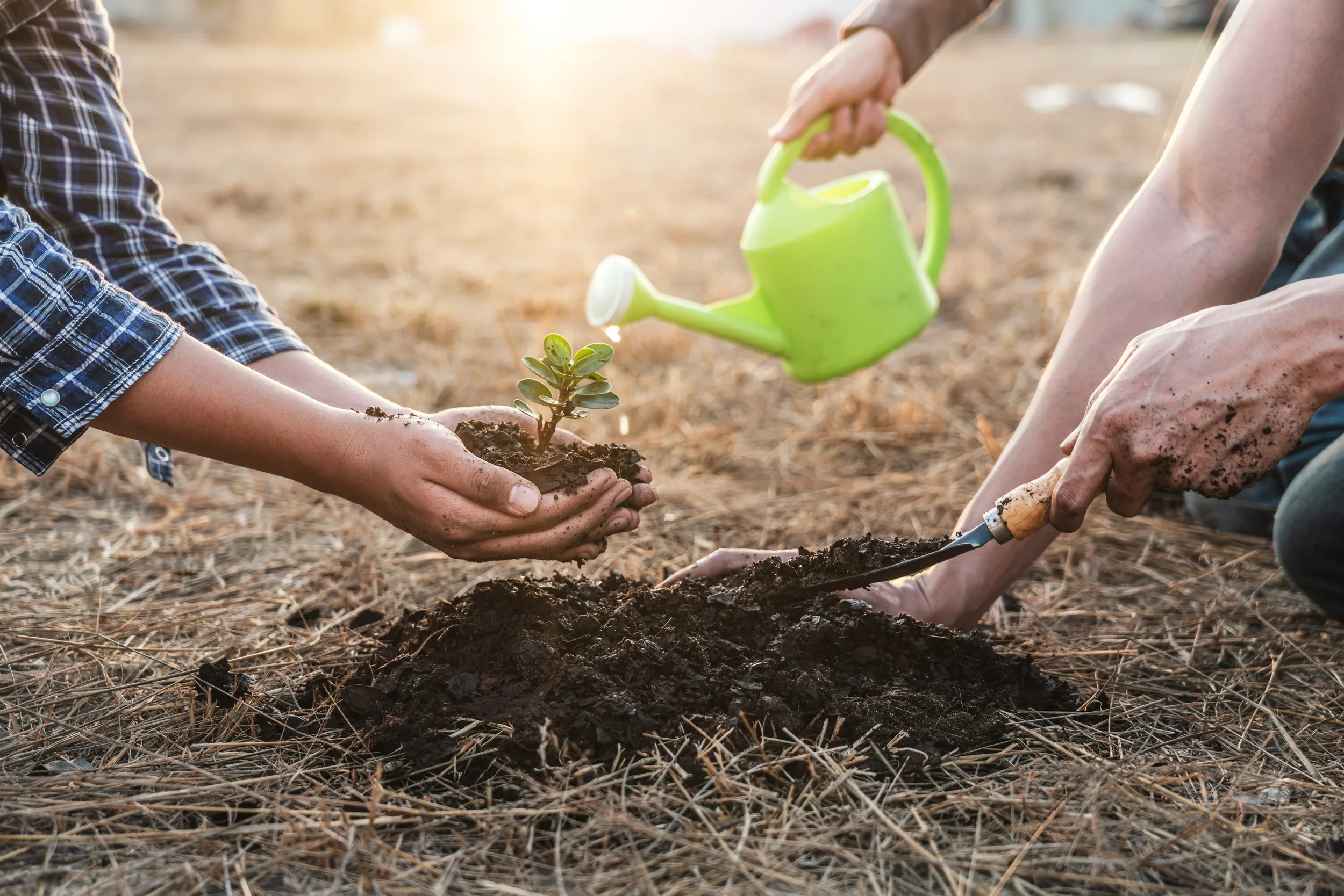 Three people are planting a small green sapling in soil; one holds the plant, another shovels dirt, and a third pours water from a green watering can. The setting is outdoors, on dry ground in sunlight.