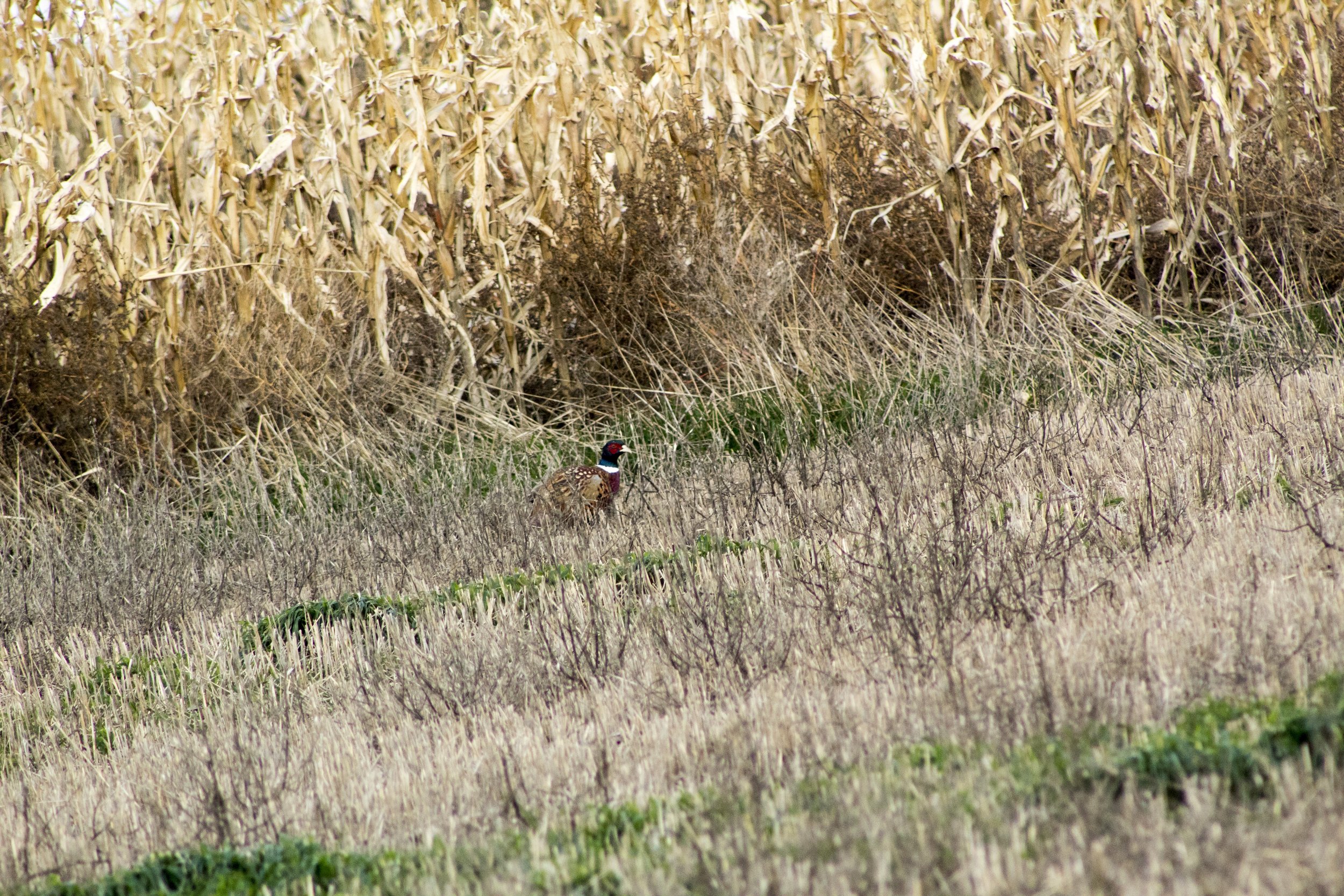 IMG_2069_1.JPG