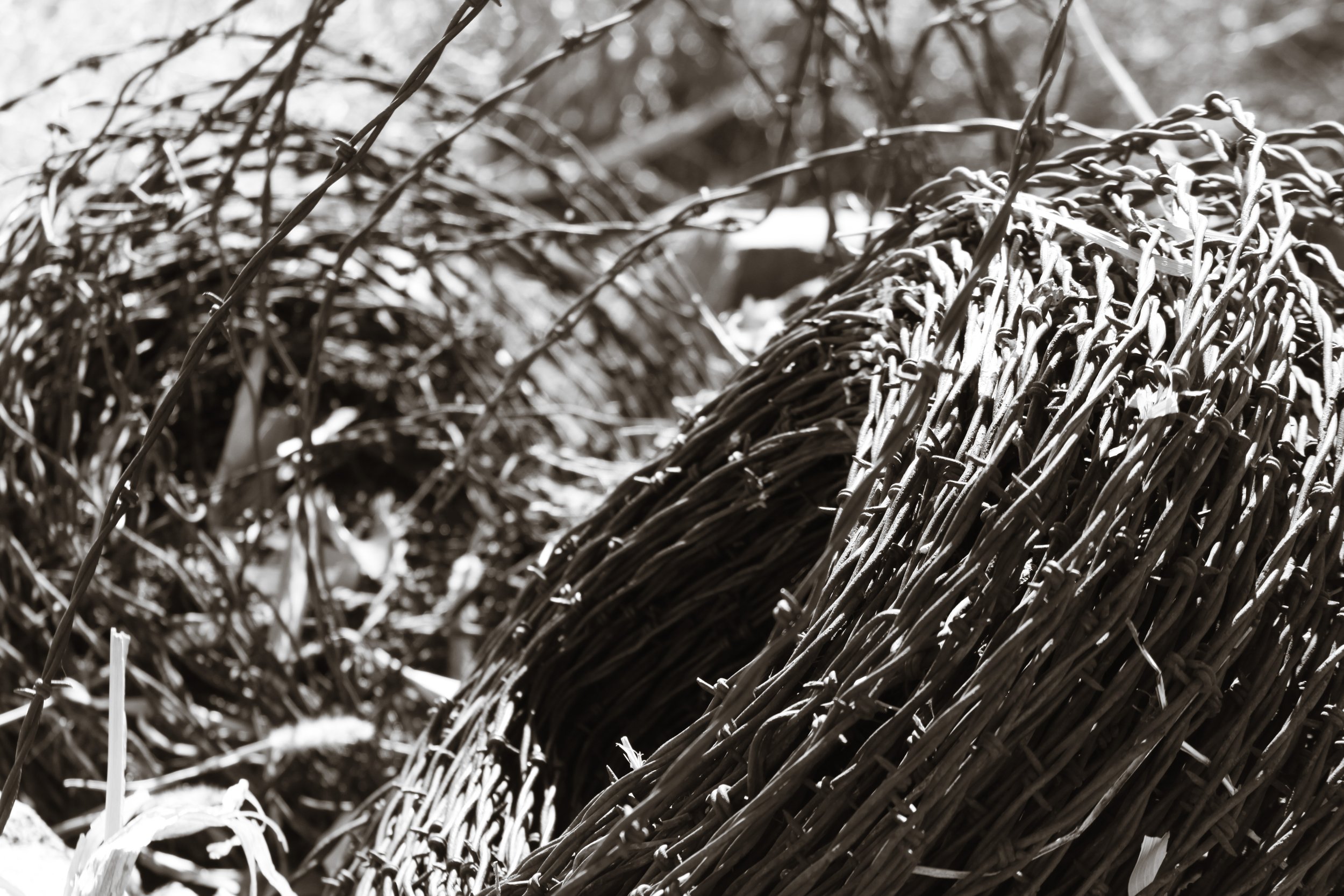 IMG_1516bw.jpg