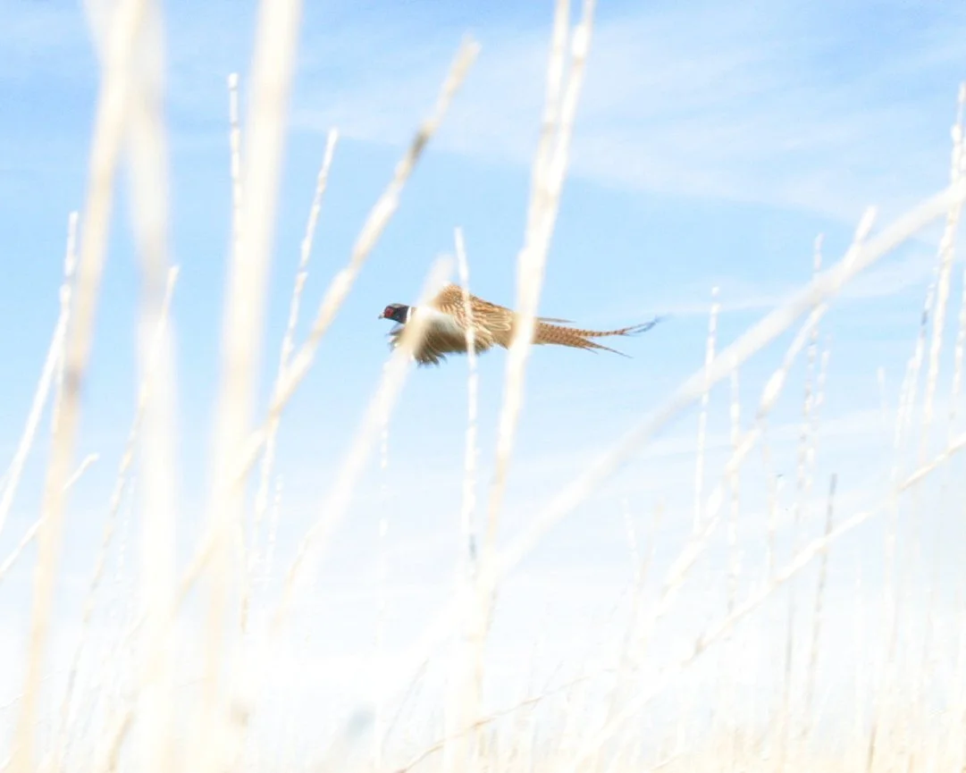 17_20110303172616_2119767_large.jpg