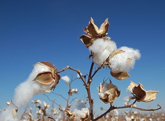 clean cotton image.jpg
