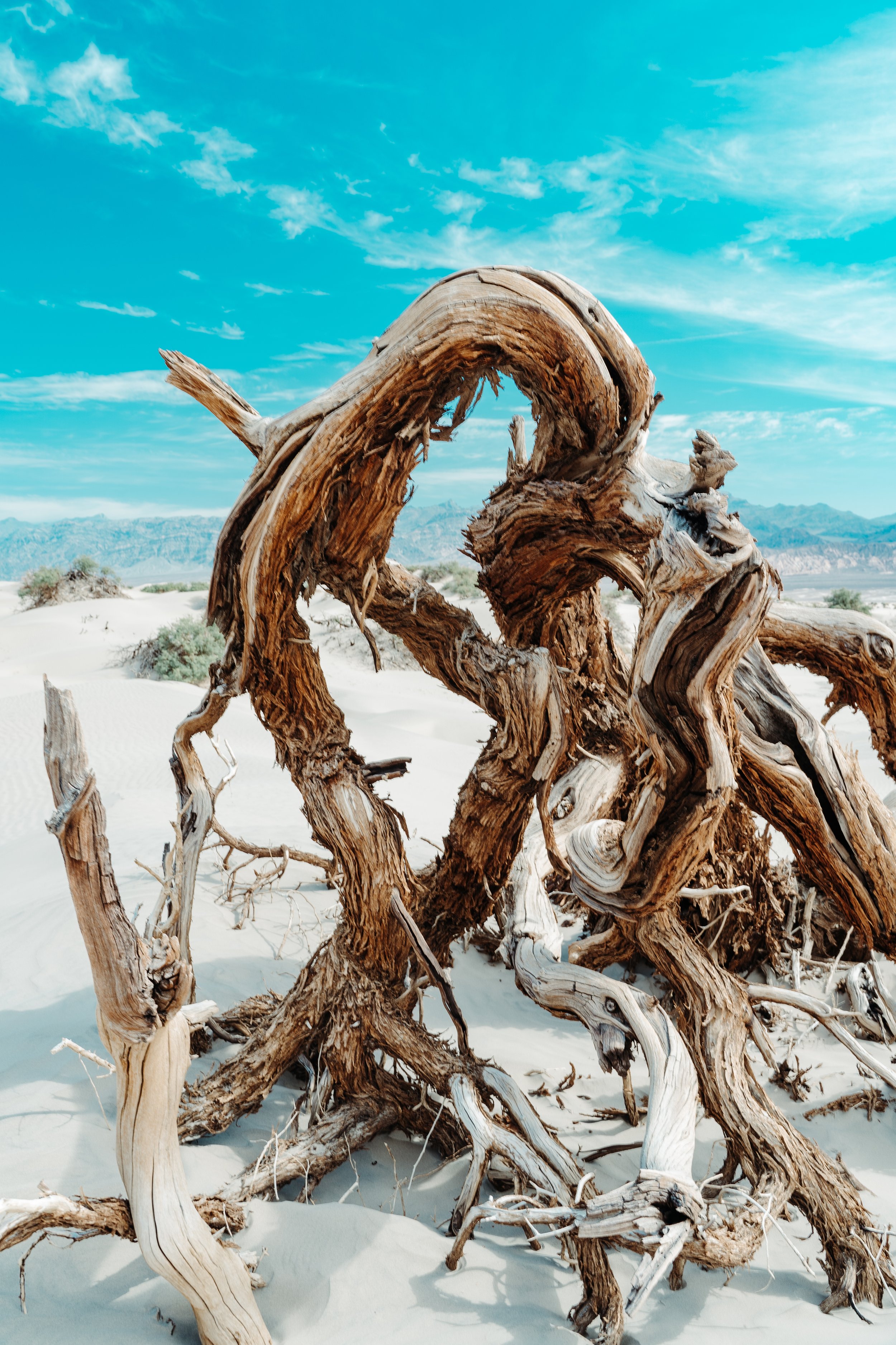 Caribbean Teakwood Melts