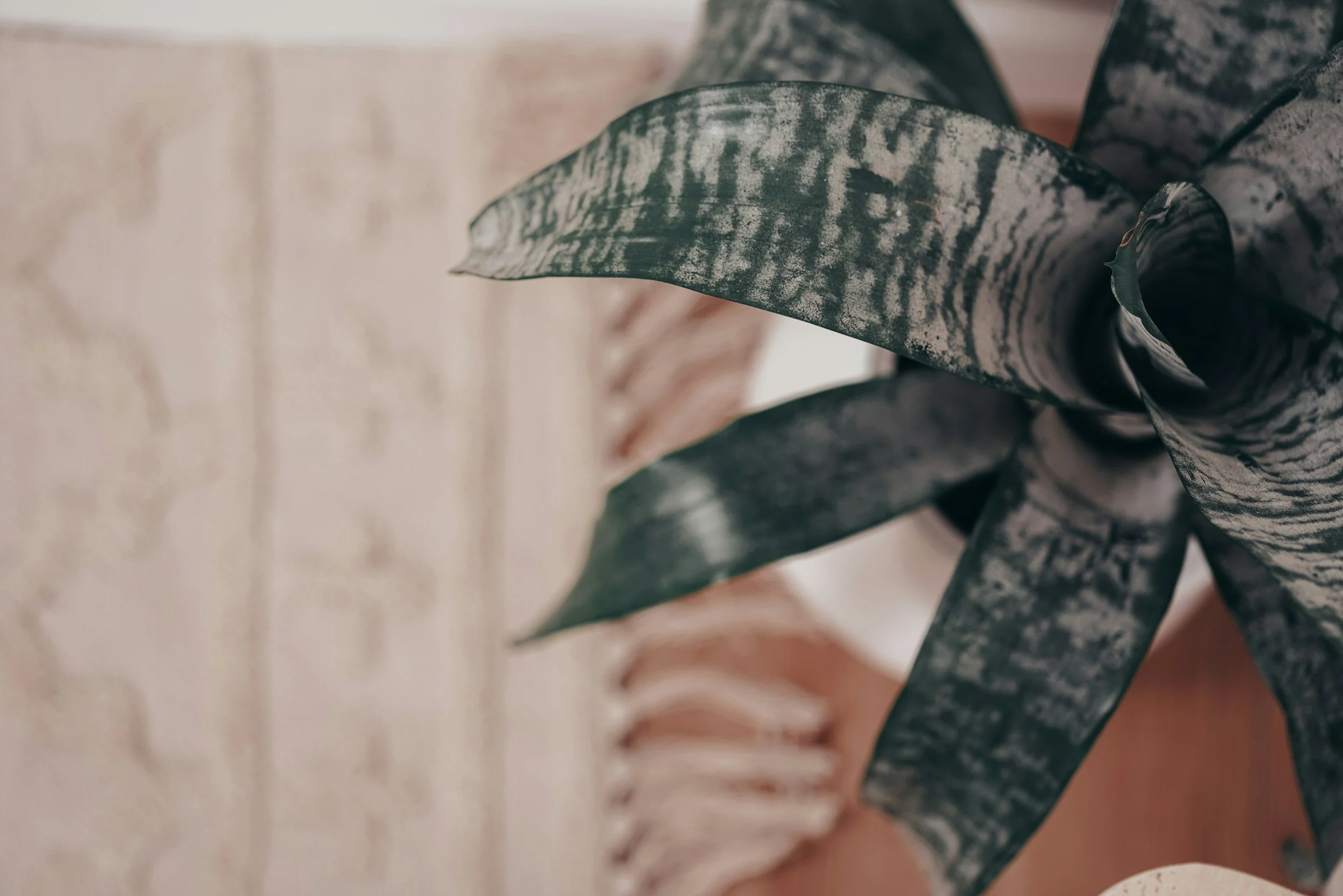 Close-up of a black and white variegated rubber plant leaf against a blurred white brick wall background.