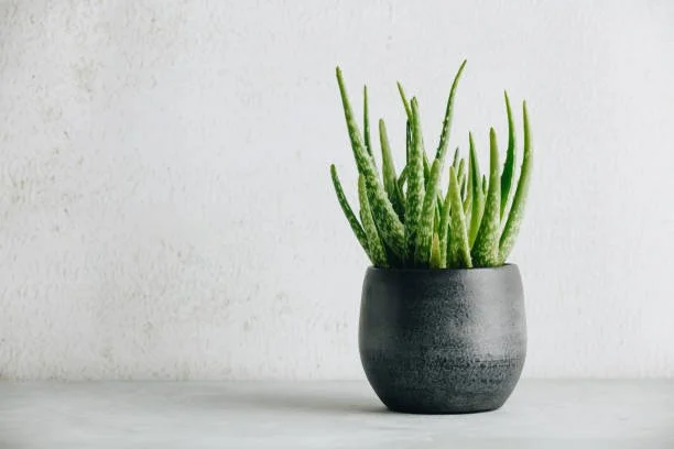 Green aloe vera plant in a black ceramic pot on a white surface against a white wall.