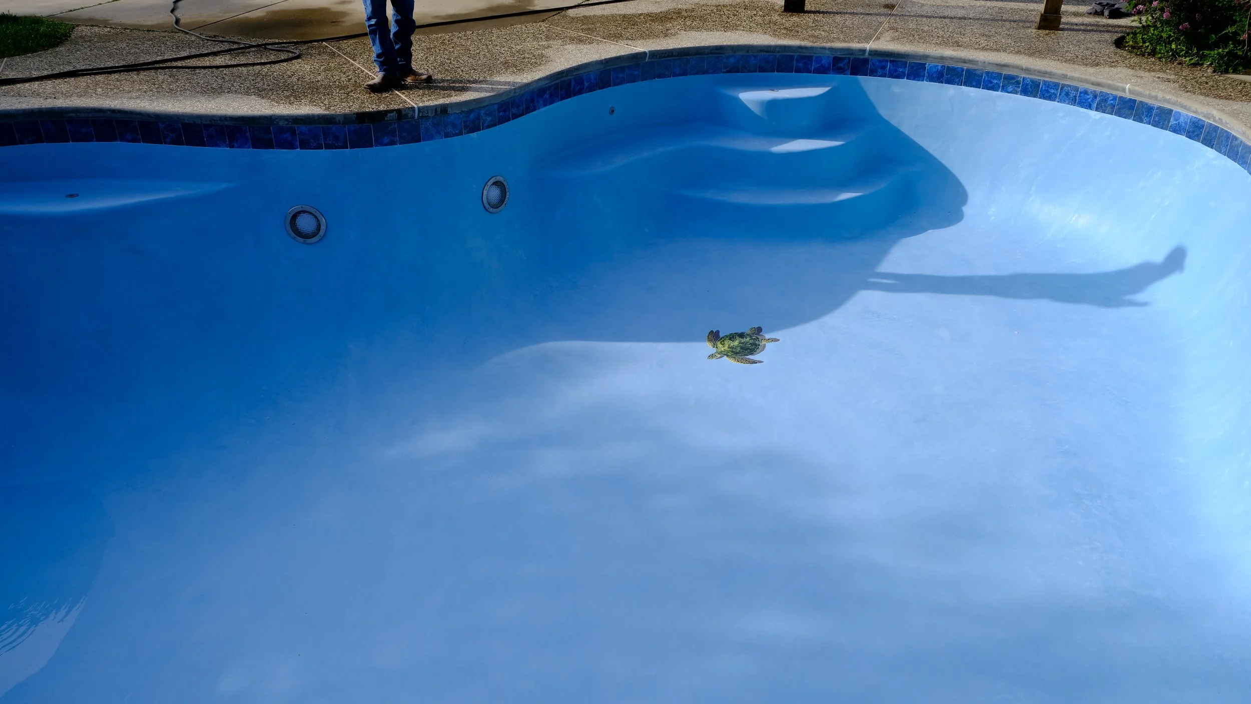 Pool remodel with blue plaster finish, steps, and mosaic turtle tile detail by NorCal Pools Inc in Northern California