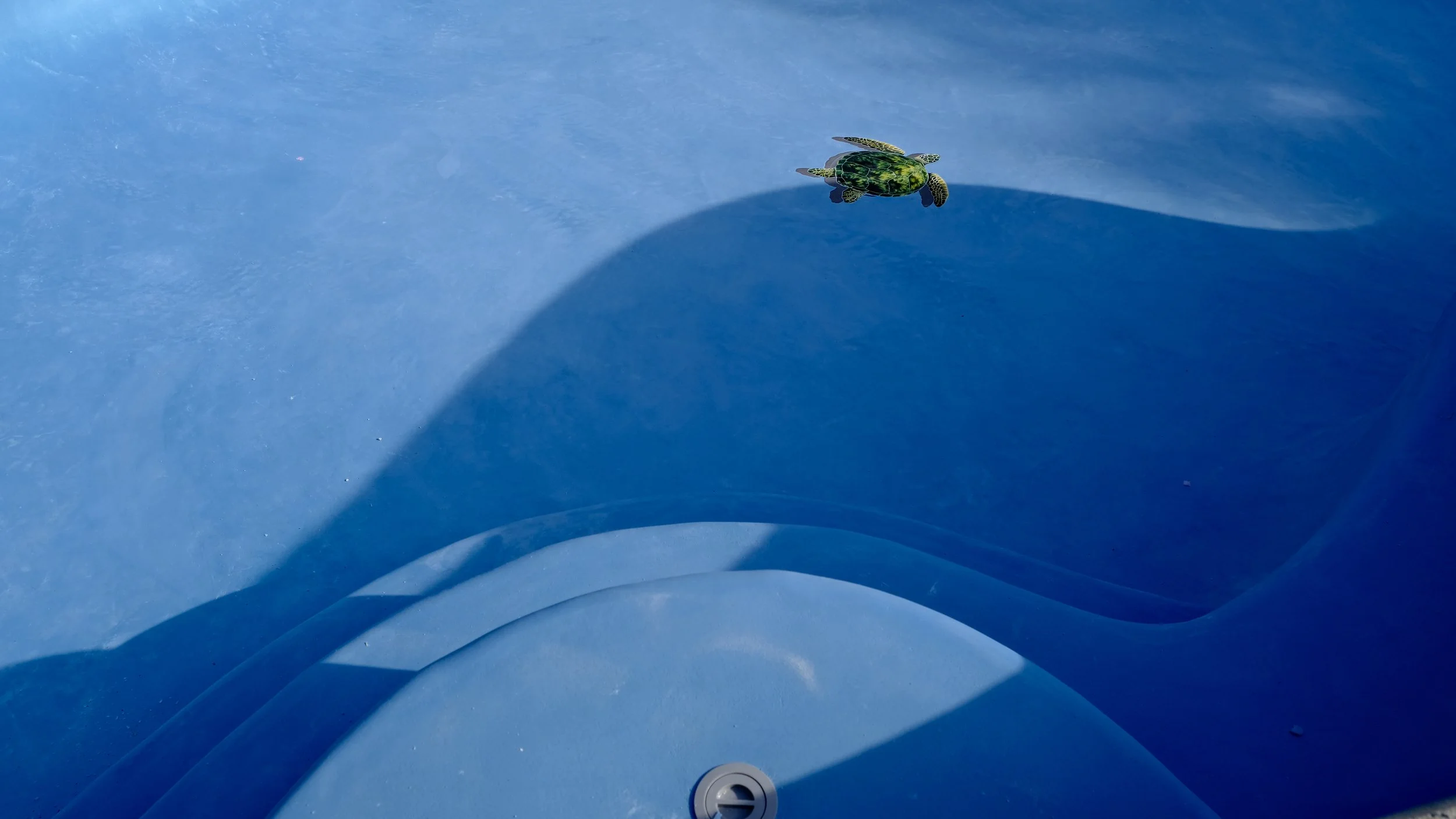 Pool remodel with blue plaster finish, steps, and mosaic turtle tile detail by NorCal Pools Inc in Northern California