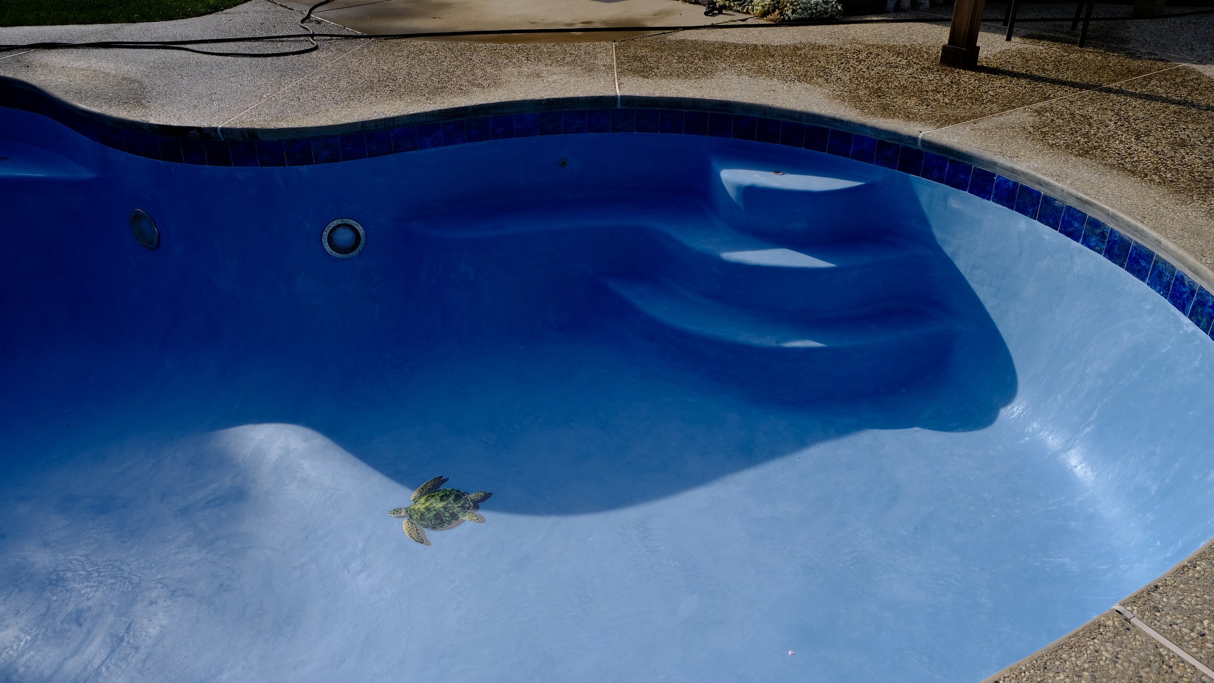 Pool remodel with blue plaster finish, steps, and mosaic turtle tile detail by NorCal Pools Inc in Northern California