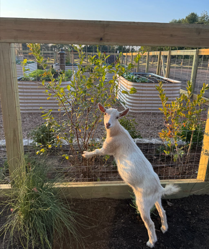 A small white goat with upright ears and a fluffy tail standing on its hind legs, leaning against a wooden fence with wire mesh, in a garden with greenery and raised planters in the background.