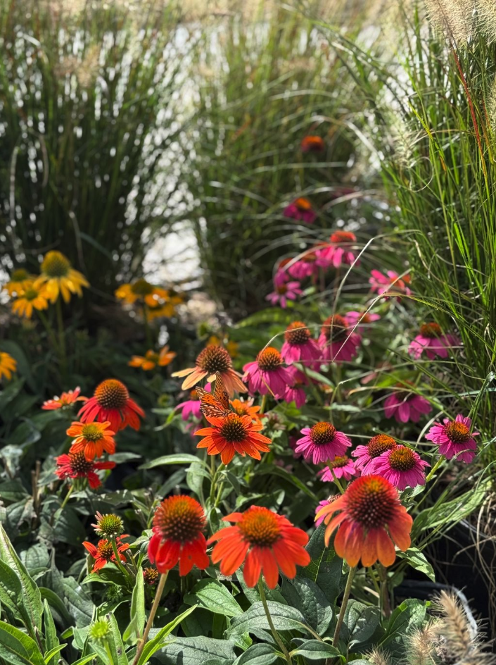 Colorful flowers, mainly pink, orange, and yellow, growing among tall green grass in a garden.