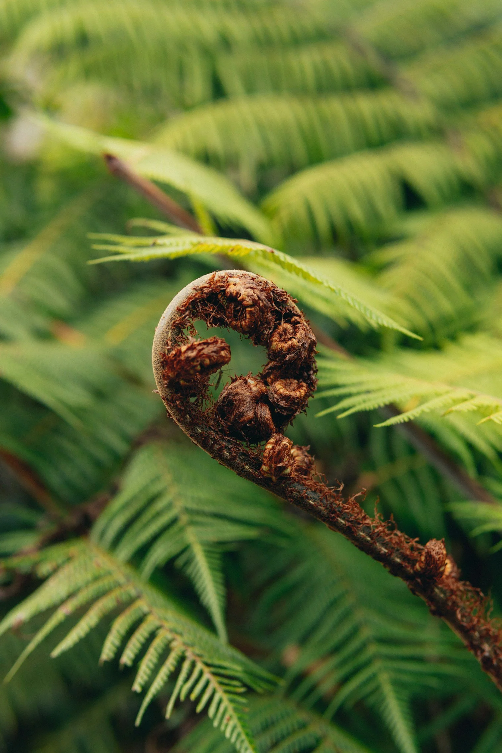 Fern koru, linking the spiral to the depth of whole body, wellness care. Consult bundles available to aid continuous wellness journey and health support