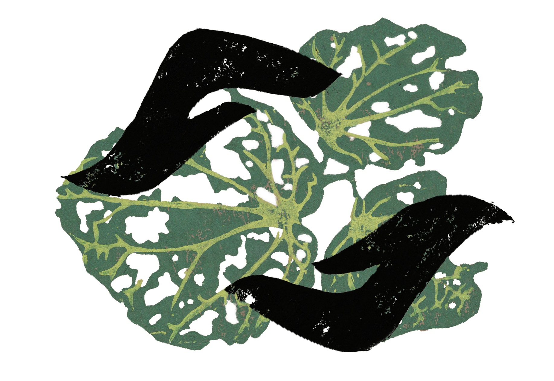 Kawakawa and hands representing the connection between plants and practitioner and supporting your whole body health holistically. Free connection calls available to meet your practitioner before embarking on improving and healing your wellbeing