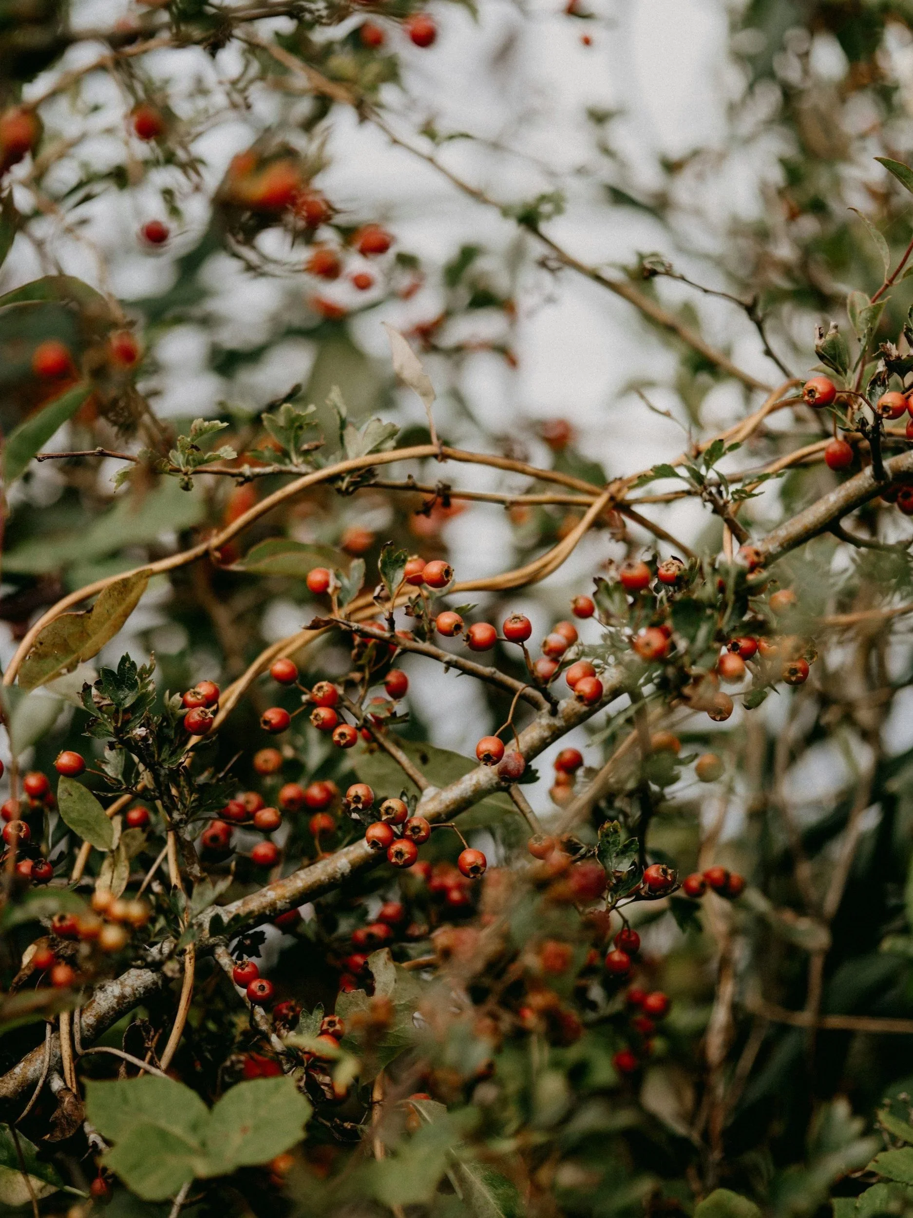 Medicinal herb. Hawthorn berries, used in cardiovascular health, emotional support of grief and heart aches. Hypertension and hypotension. Herbal medicine. Naturopathy