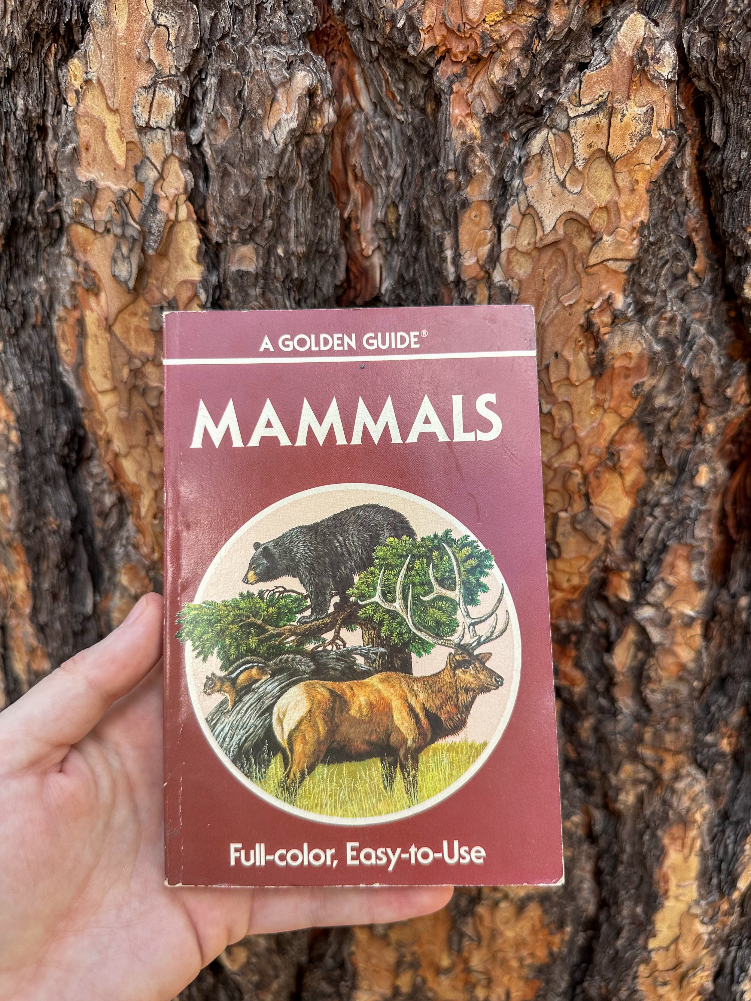 mammals: golden guide