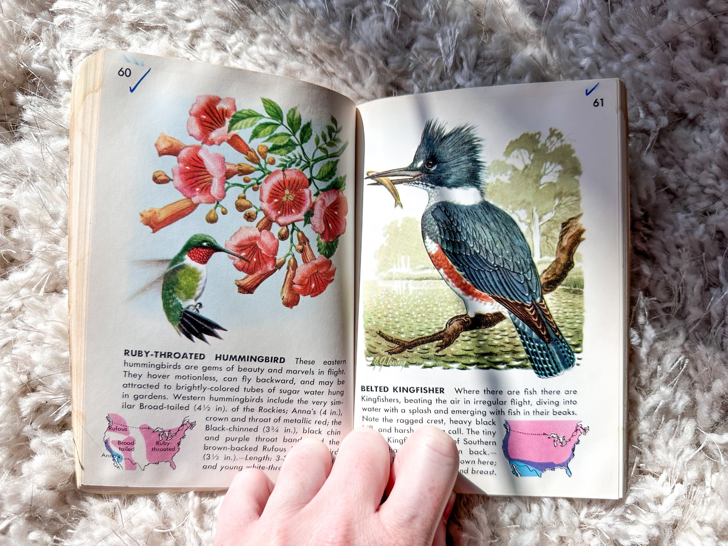 birds, a guide to the most familiar american birds: a golden guide