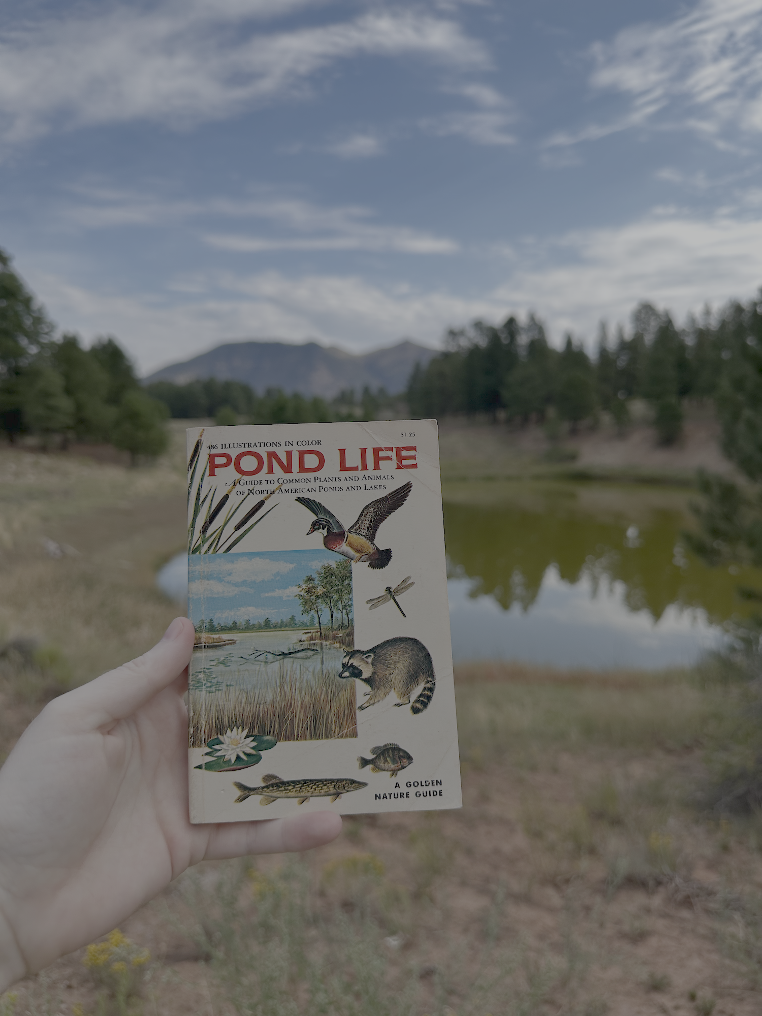 pond life: a golden guide