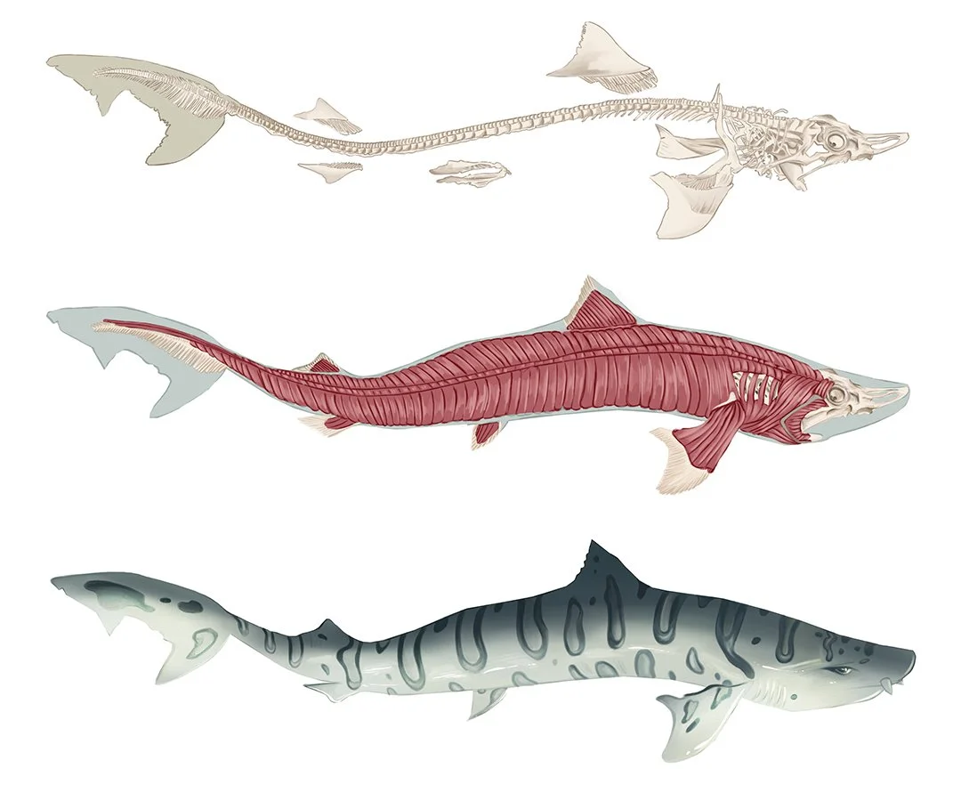 leopard Shark.jpg