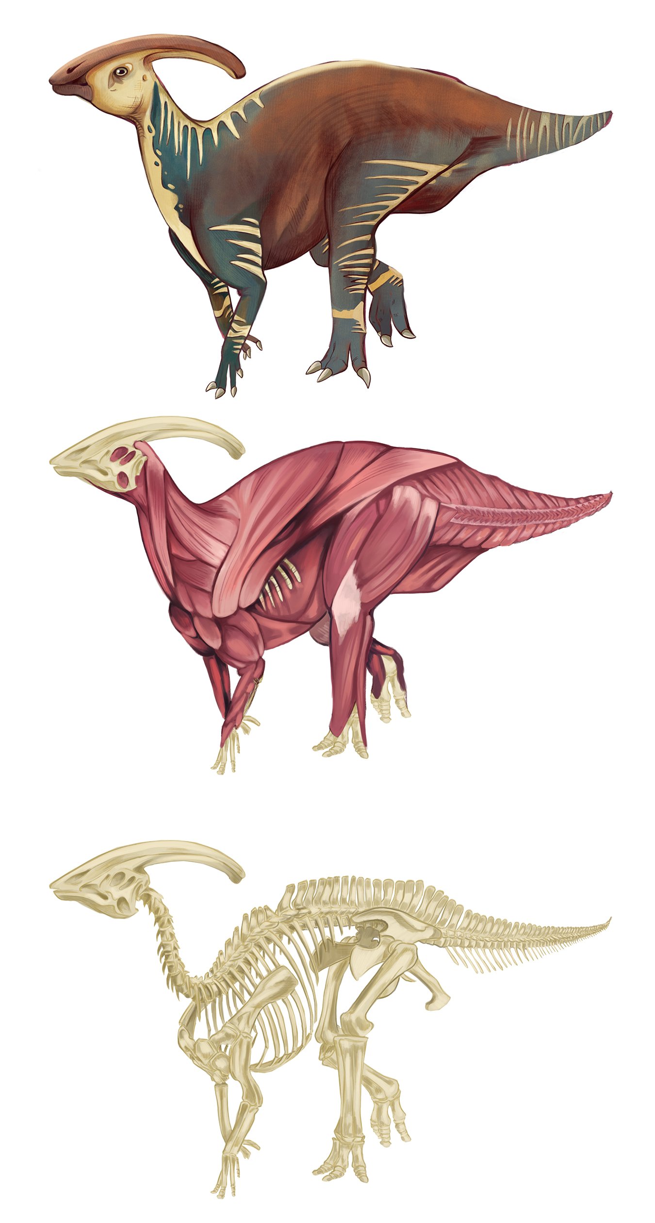 parasauralophus.jpg