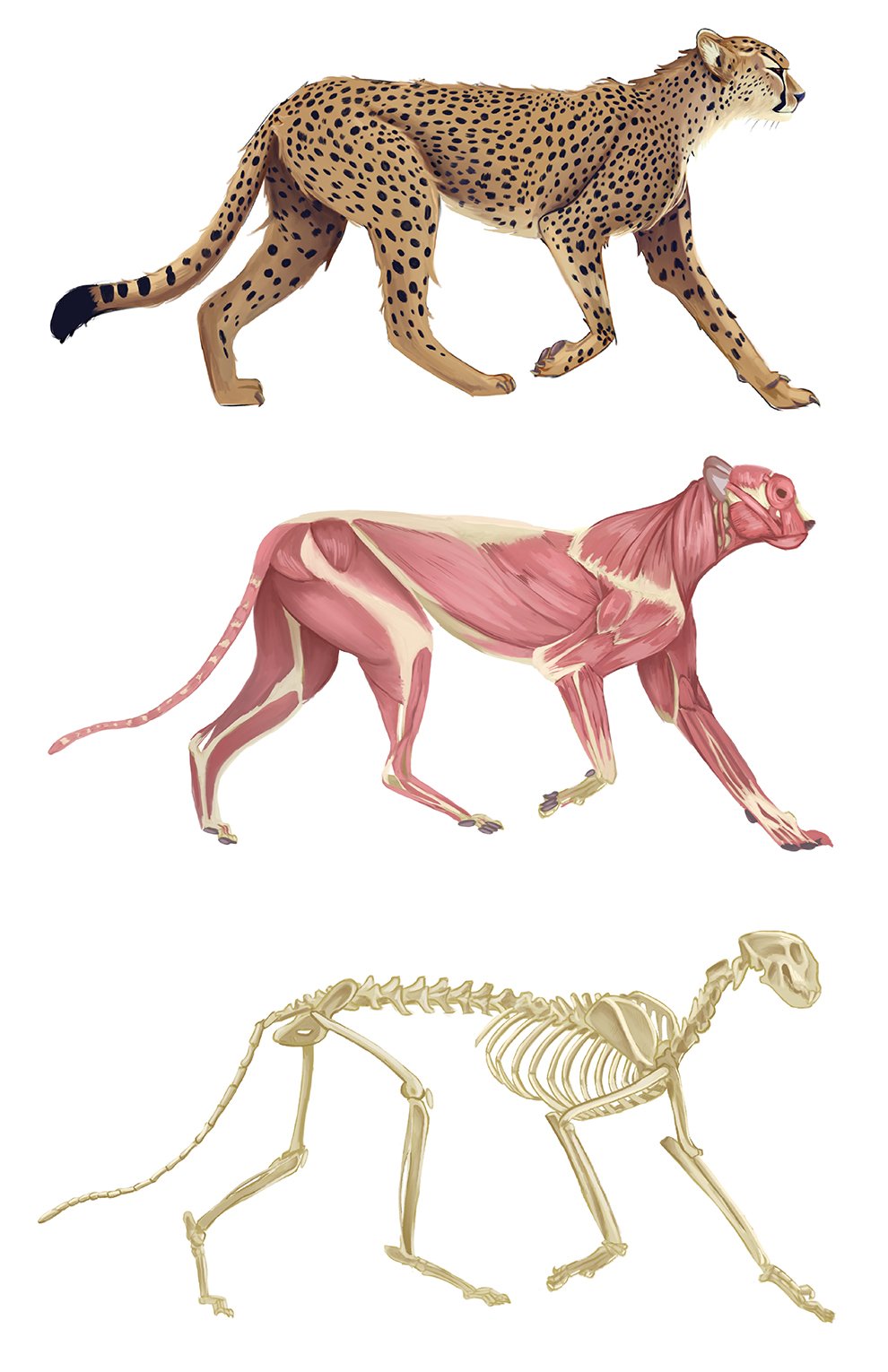 cheetah.jpg