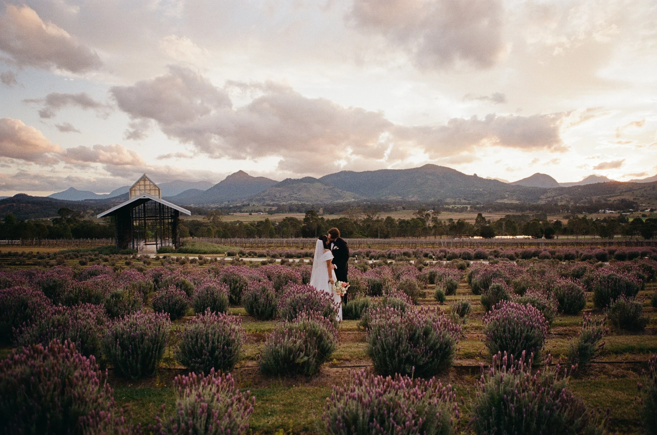 A couple in wedding attire sharing a kiss in a lavender field at sunset with mountains in the background.