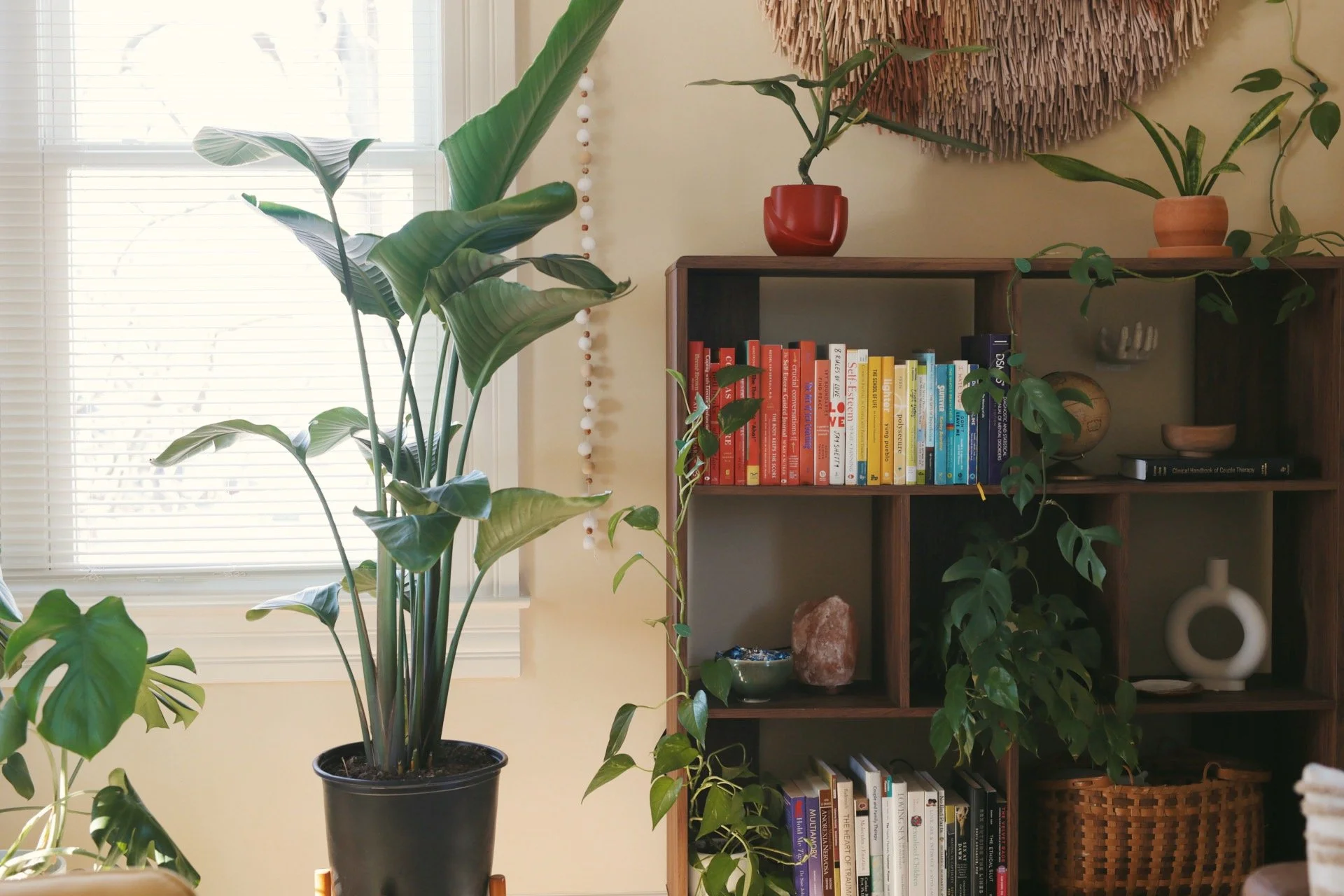 Indoor room with a large potted plant near a window, wooden bookshelf with colorful books, decorative items, and additional potted plants, warm lighting, and natural light from the window.