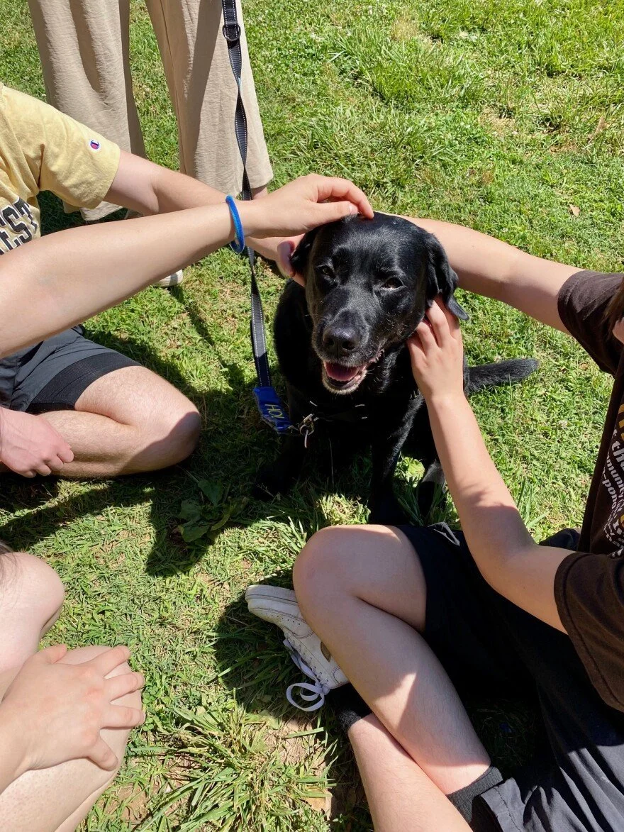 A black dog with a collar sitting on grass surrounded by people petting and gently scratching its head on a sunny day.