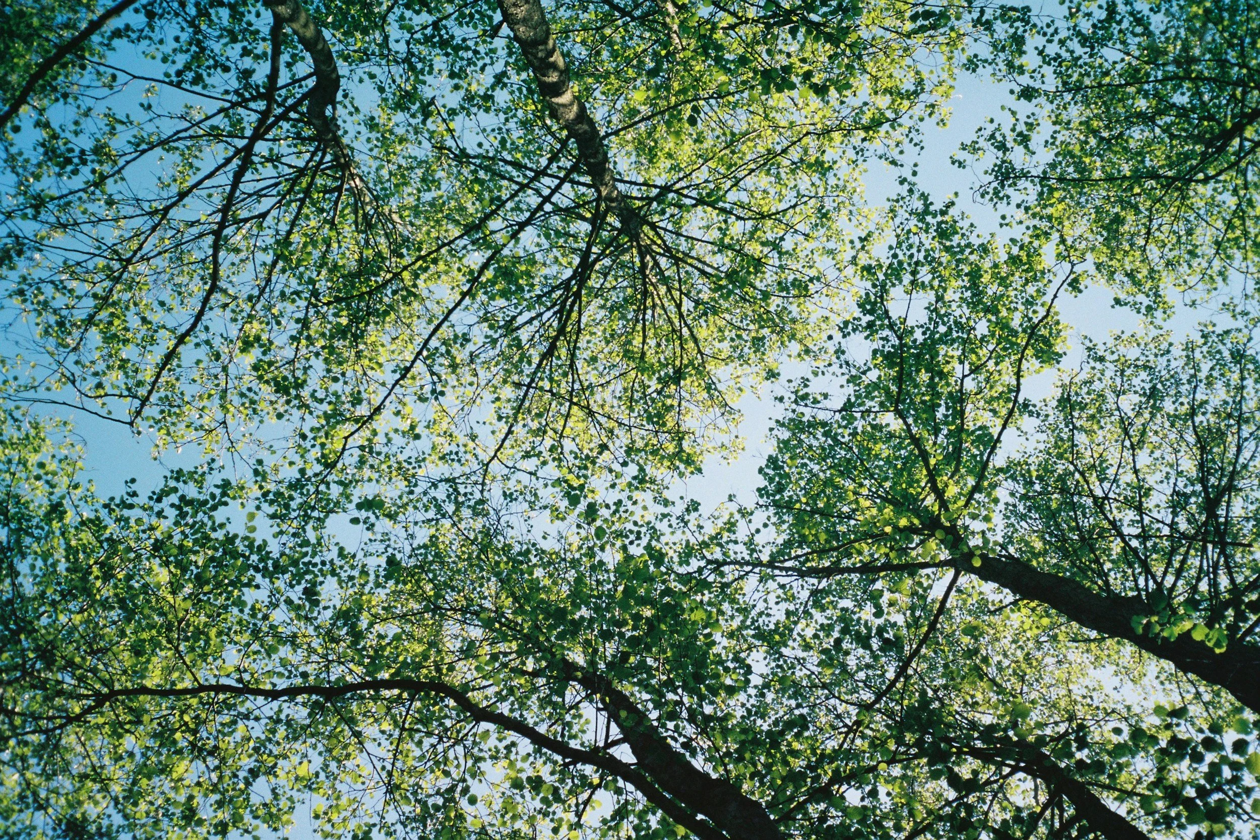 Looking up at a canopy of green leaves on tree branches with blue sky in the background.