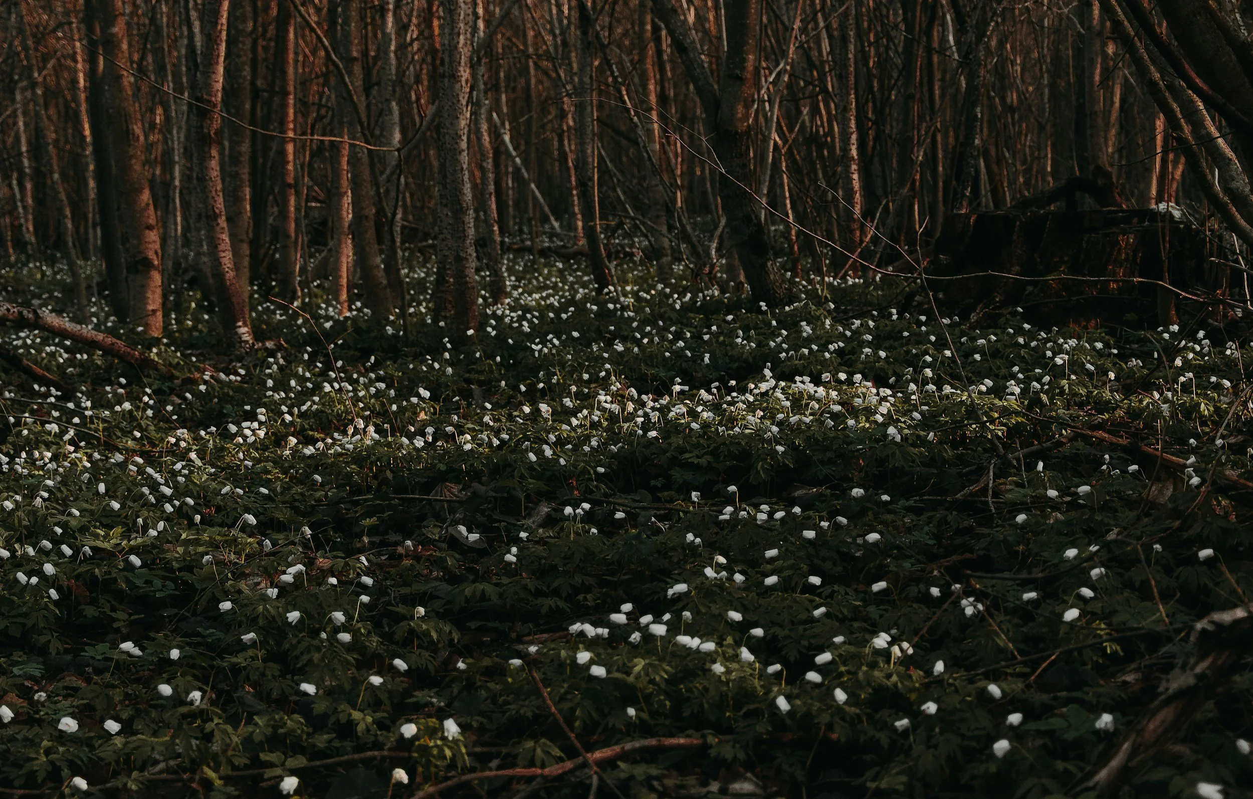 A forest scene in the late afternoon or early evening with tall trees and white flowers covering the forest floor.
