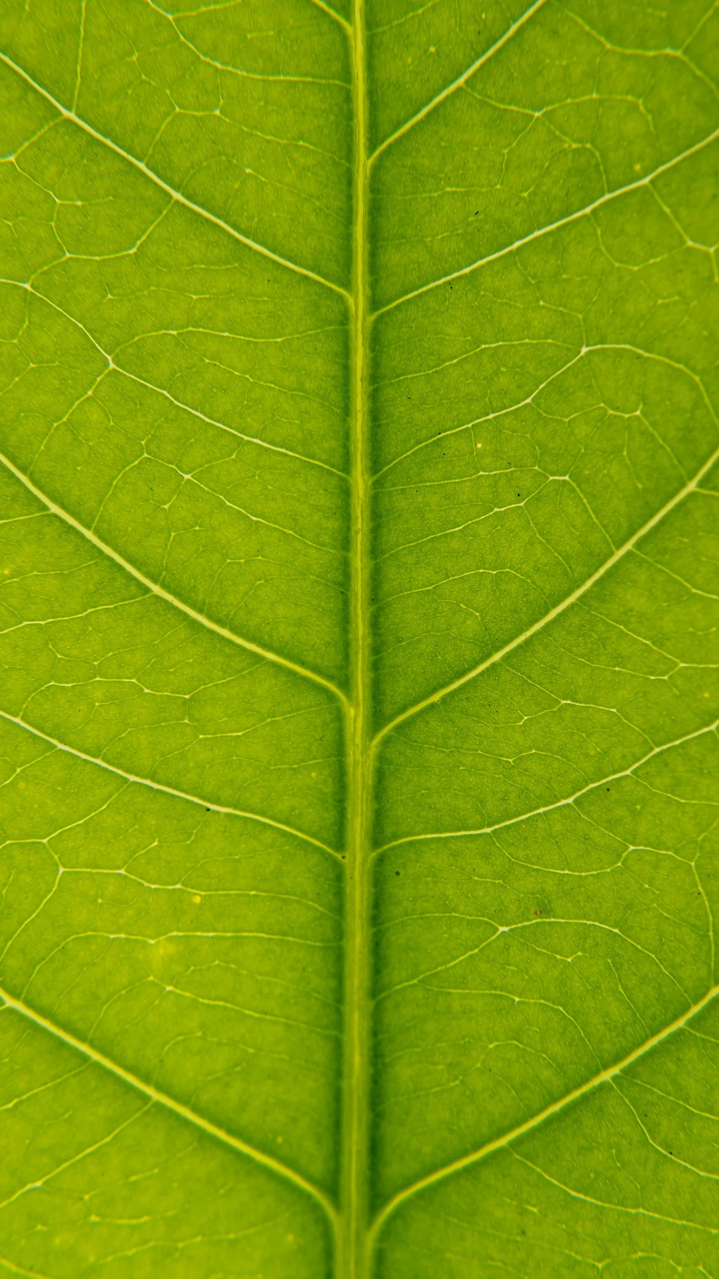 Close-up of a green leaf showing intricate vein patterns.