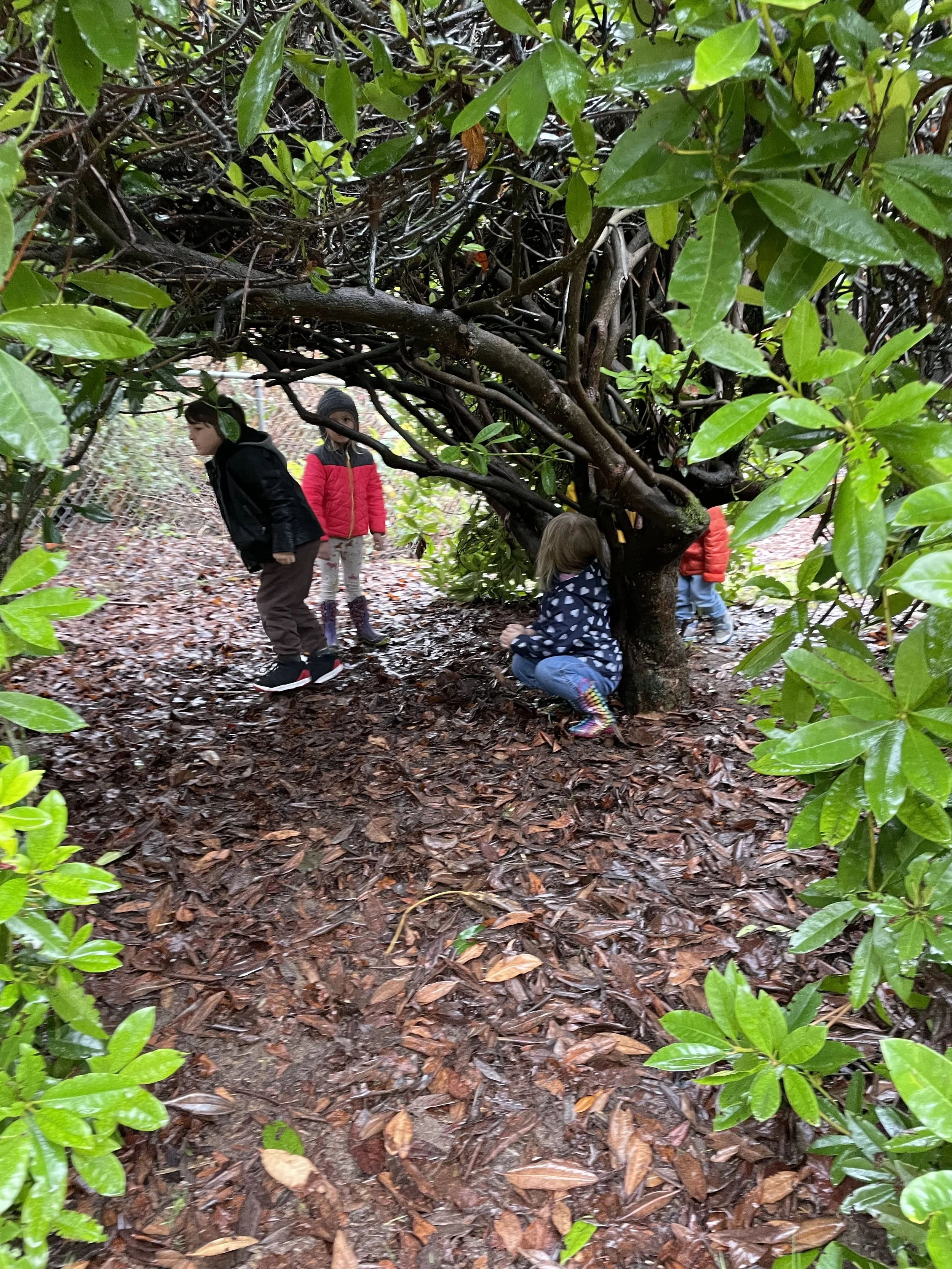 Children are playing under a dense, twisting tree with lush green leaves, on a muddy, leaf-covered ground.
