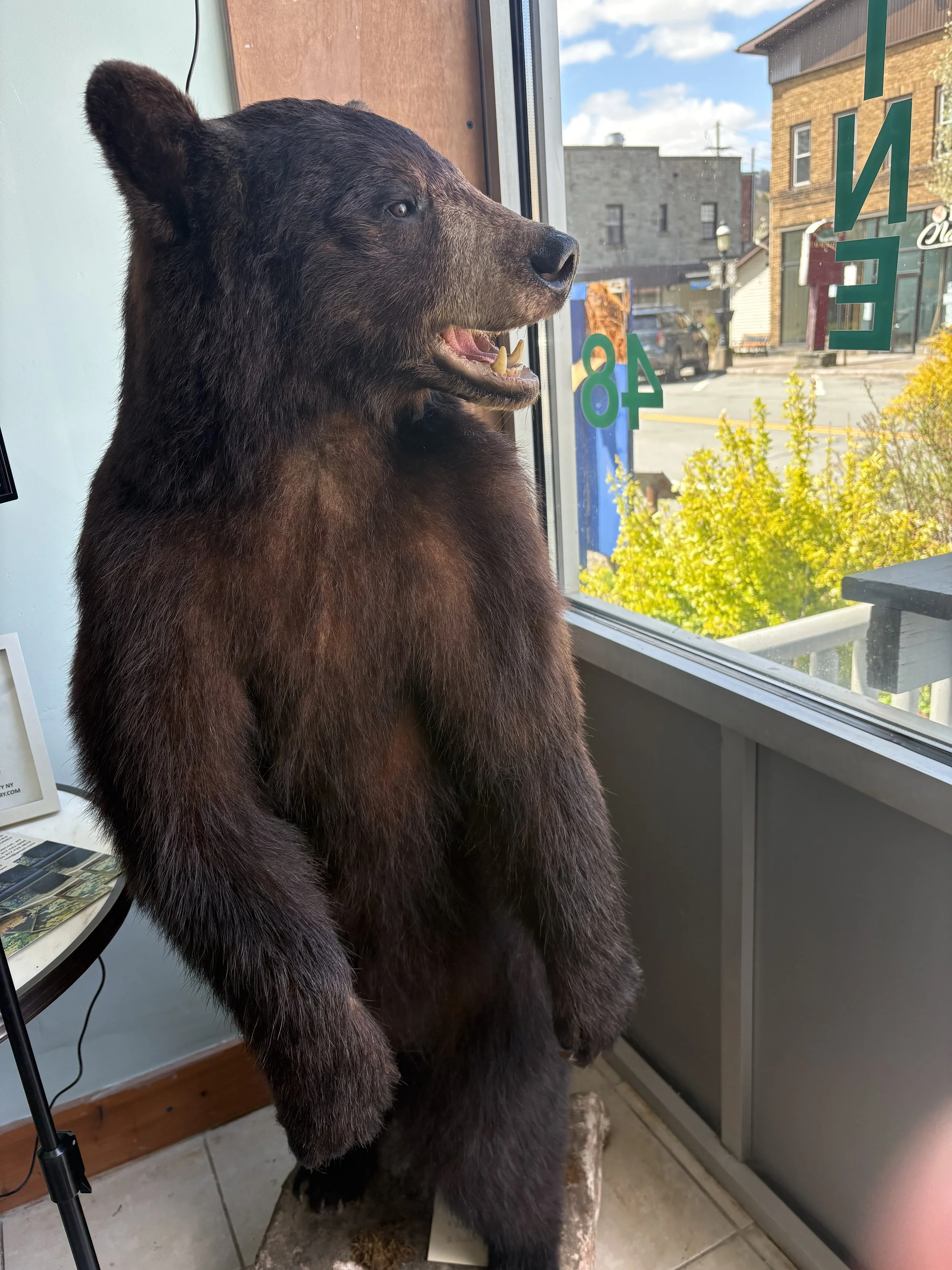 The Bear Who Took Our Trash