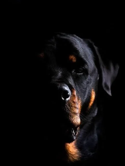 Pack Loyalty. Rottweiler’s and Real Leadership.