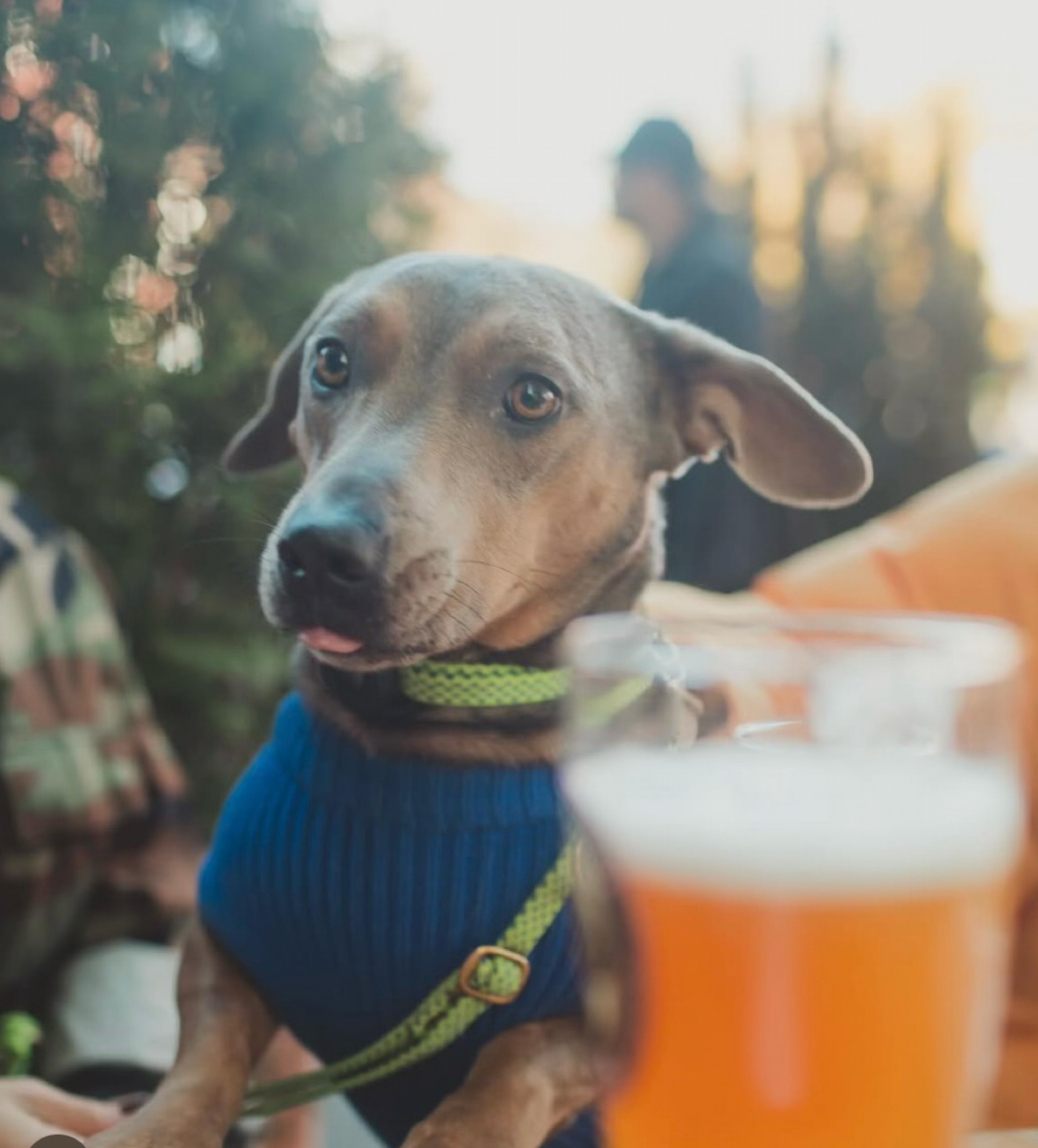 Close-up of a dog with brown and black fur wearing a blue harness and neon green collar, sitting outdoors with a blurred person in the background. Having a beer at a brewery with his dog.
