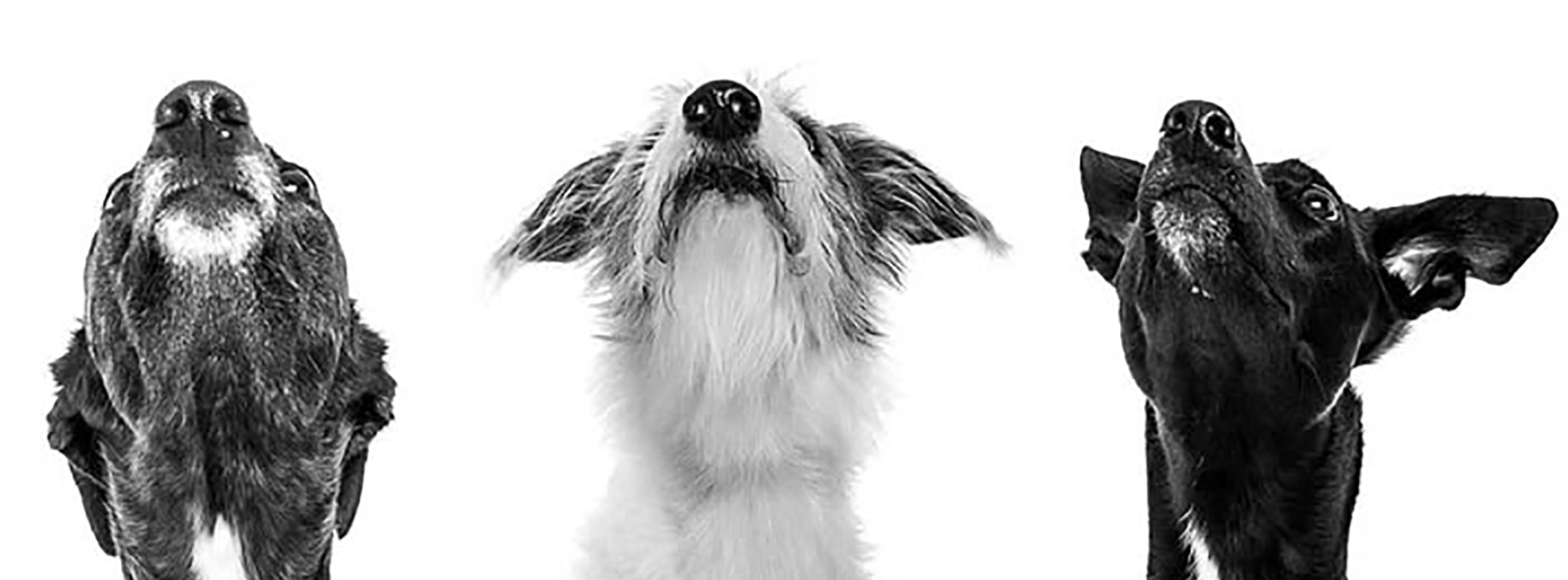 Black and white photograph of three dogs looking upward, with the middle dog appearing to be a Border Collie and the other two possibly herding dogs.