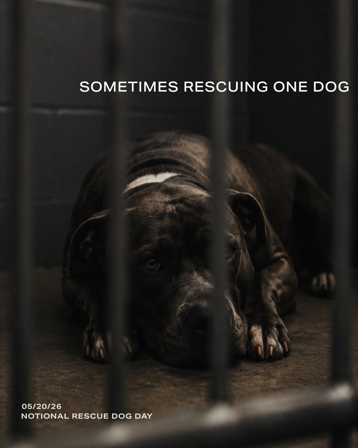 Celebrating National Rescue Dog Day with a shout out to our friends at @opfreedompaws . Where shelter dogs don&rsquo;t just find a home, they&rsquo;re given a whole new purpose.
