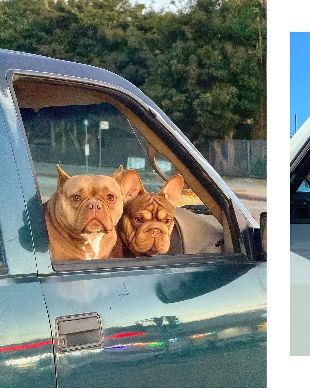 Shotgun, no battle. 

From backyard occupant to front seat co-pilot, dogs have really moved up the ranks over the years.

But while the daily lifestyle between pets and their people has evolved, much of the gear is still stuck in the past.

So rather