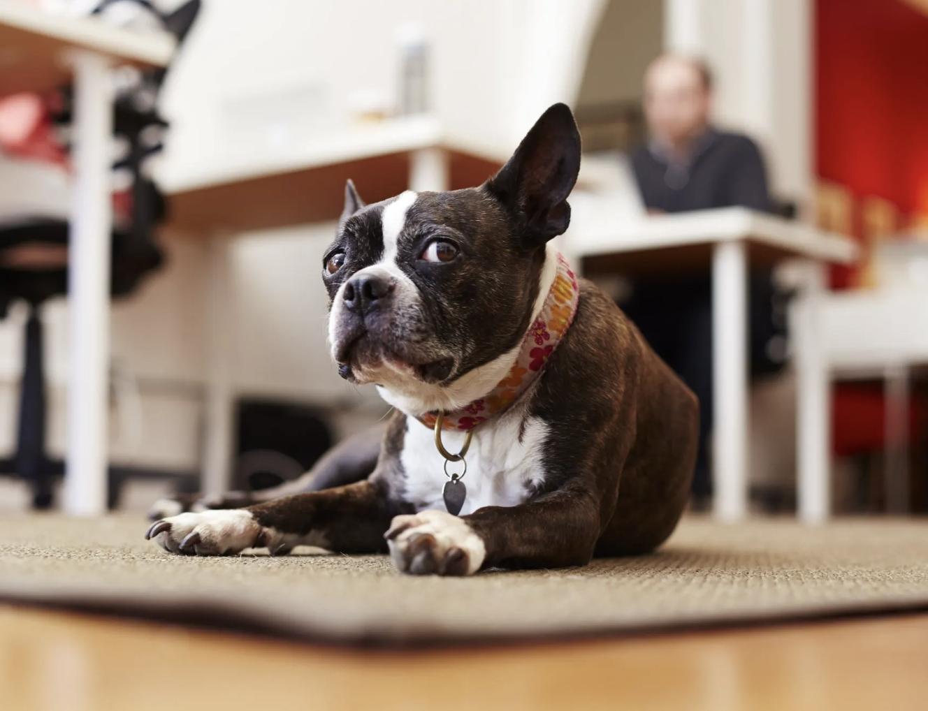 A Boston Terrier dog with a floral collar lying on a mat indoors, with a blurred office background and a person working at a desk.