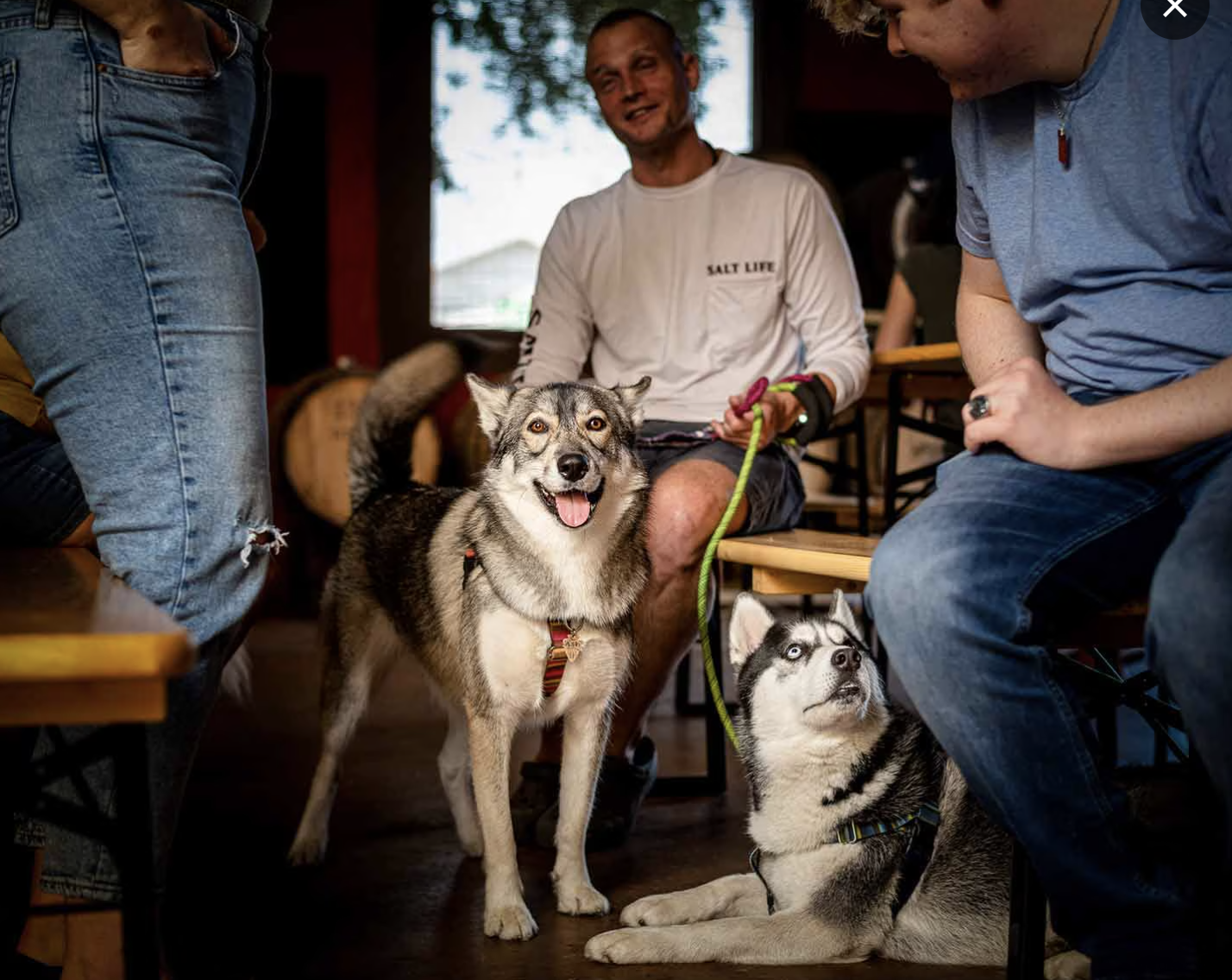 Two dogs, a Siberian Husky and an Alaskan Malamute, are inside a cozy indoor space with several people around. The Husky is standing and smiling, while the Malamute is lying on the floor. People are sitting on benches, and there is a person in a white shirt with the text 'Salt Life' sitting in the background.