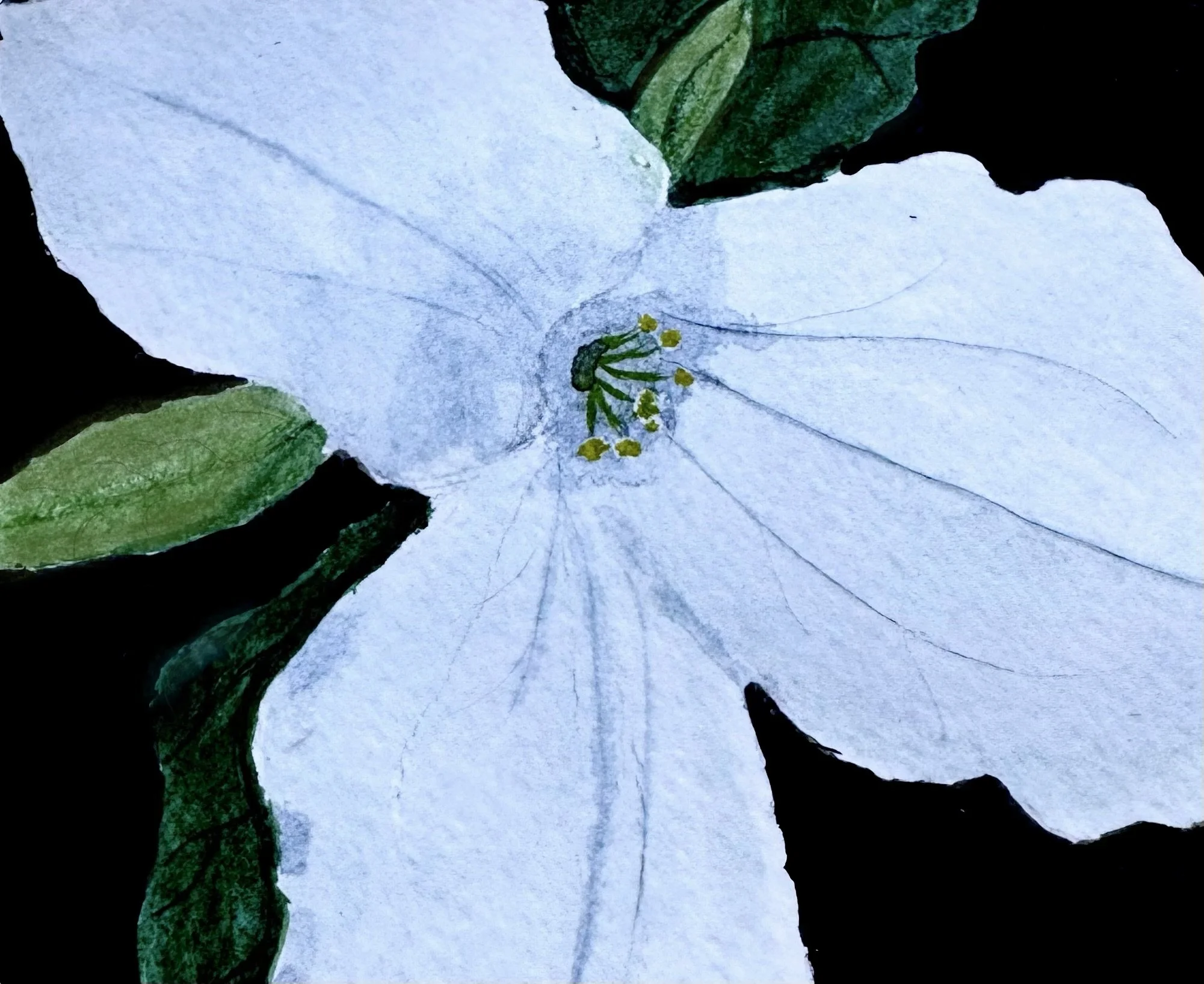 WHITE TRILLIUM