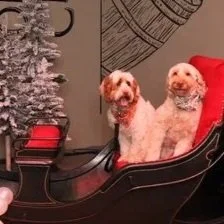 A photo booth picture of Two small dogs sitting in a vintage sleigh inside a room with a decorated Christmas tree.