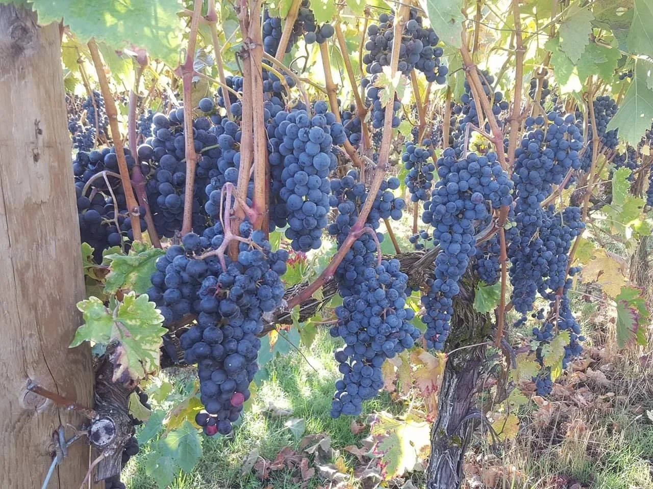 The History of Wine in Carlton and Yamhill County