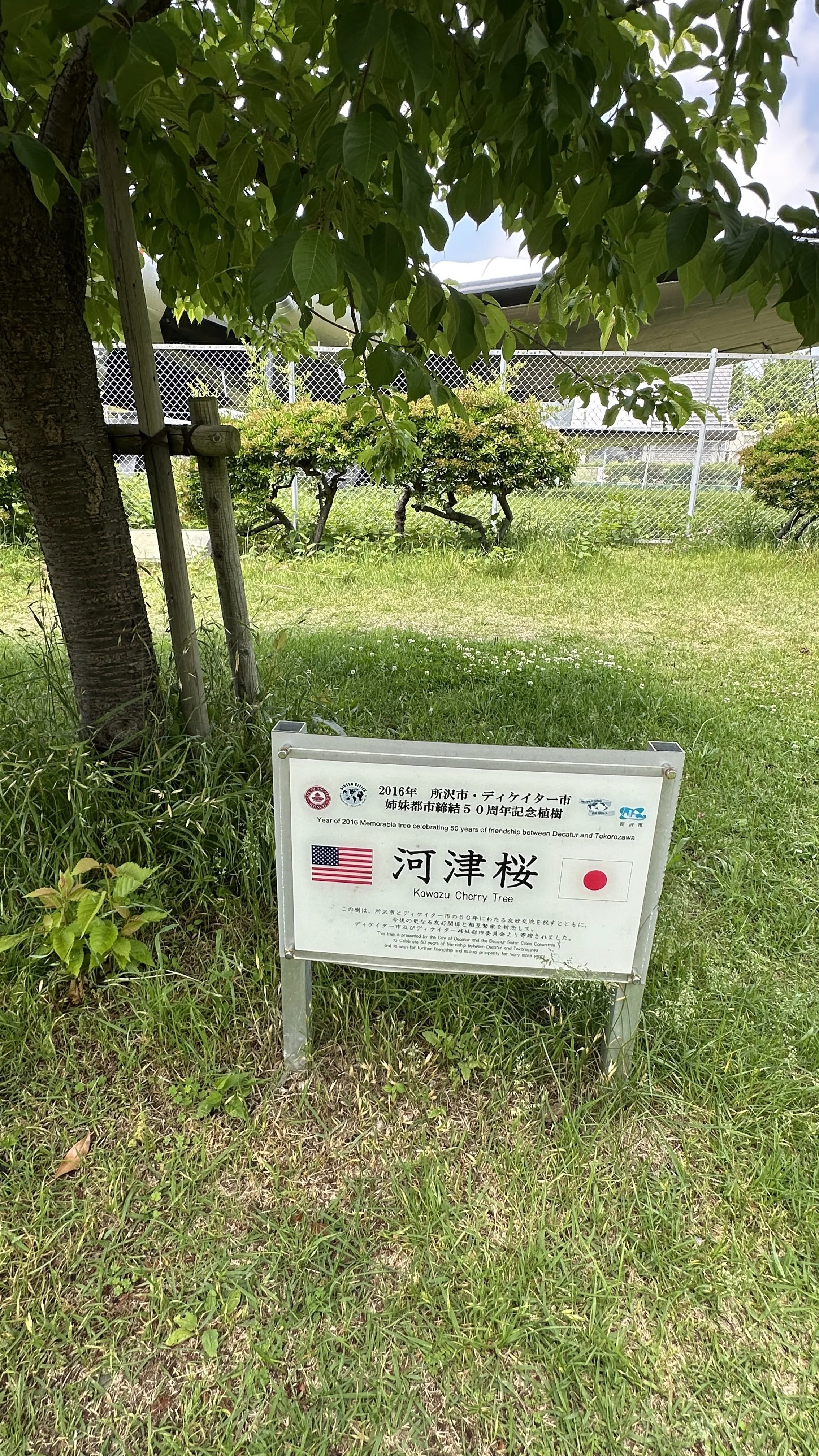 A sign next to a Kawazu Sakura Tree symbolizing the relationship between the cities of Decatur and Tokorozawa.