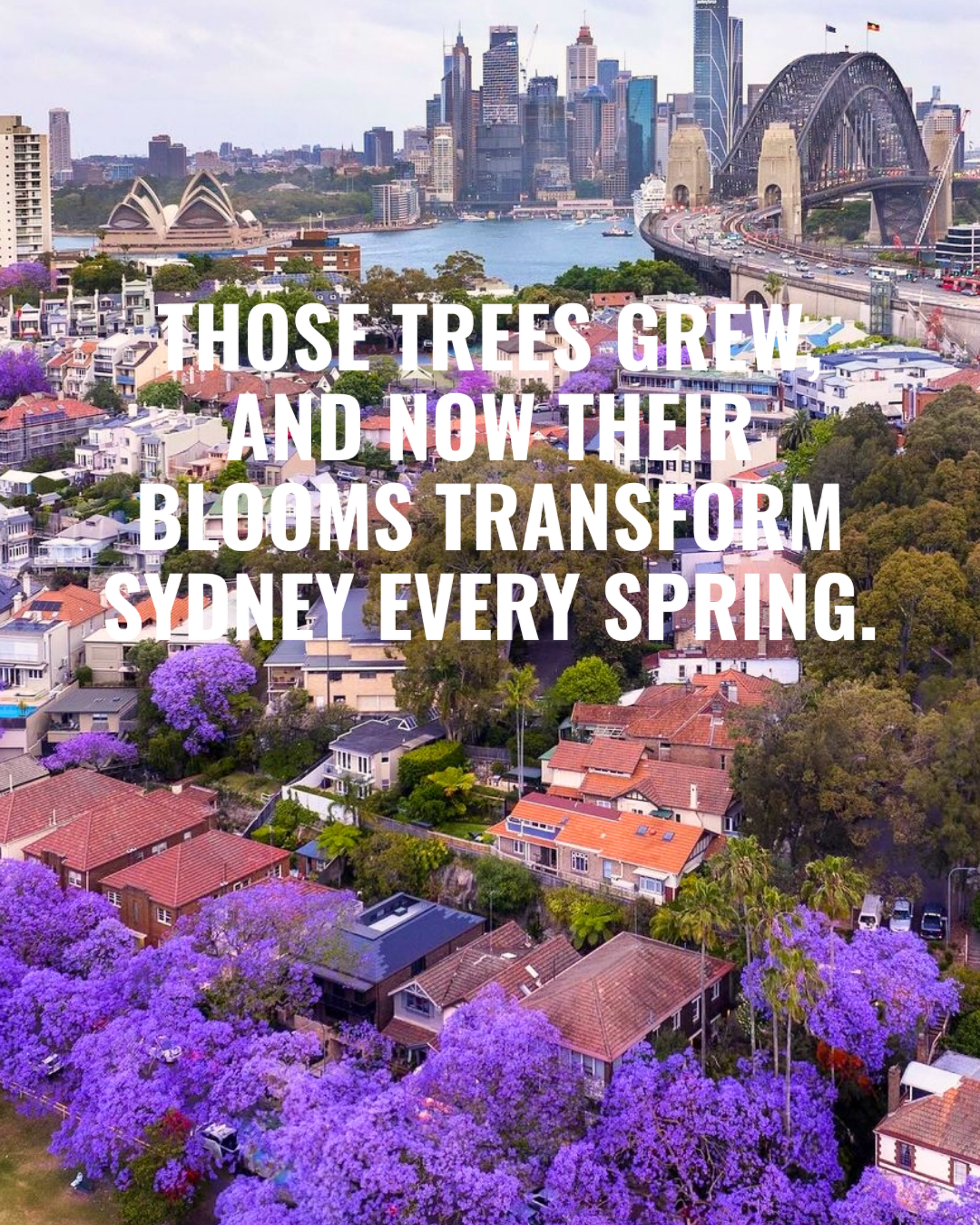 Aerial view of Sydney, Australia, showing blooming trees with purple flowers, residential houses, and the city skyline with the Sydney Opera House and Harbour Bridge in the background. Overlaid text reads: 'Those trees grew and now their blooms transform Sydney every spring.'