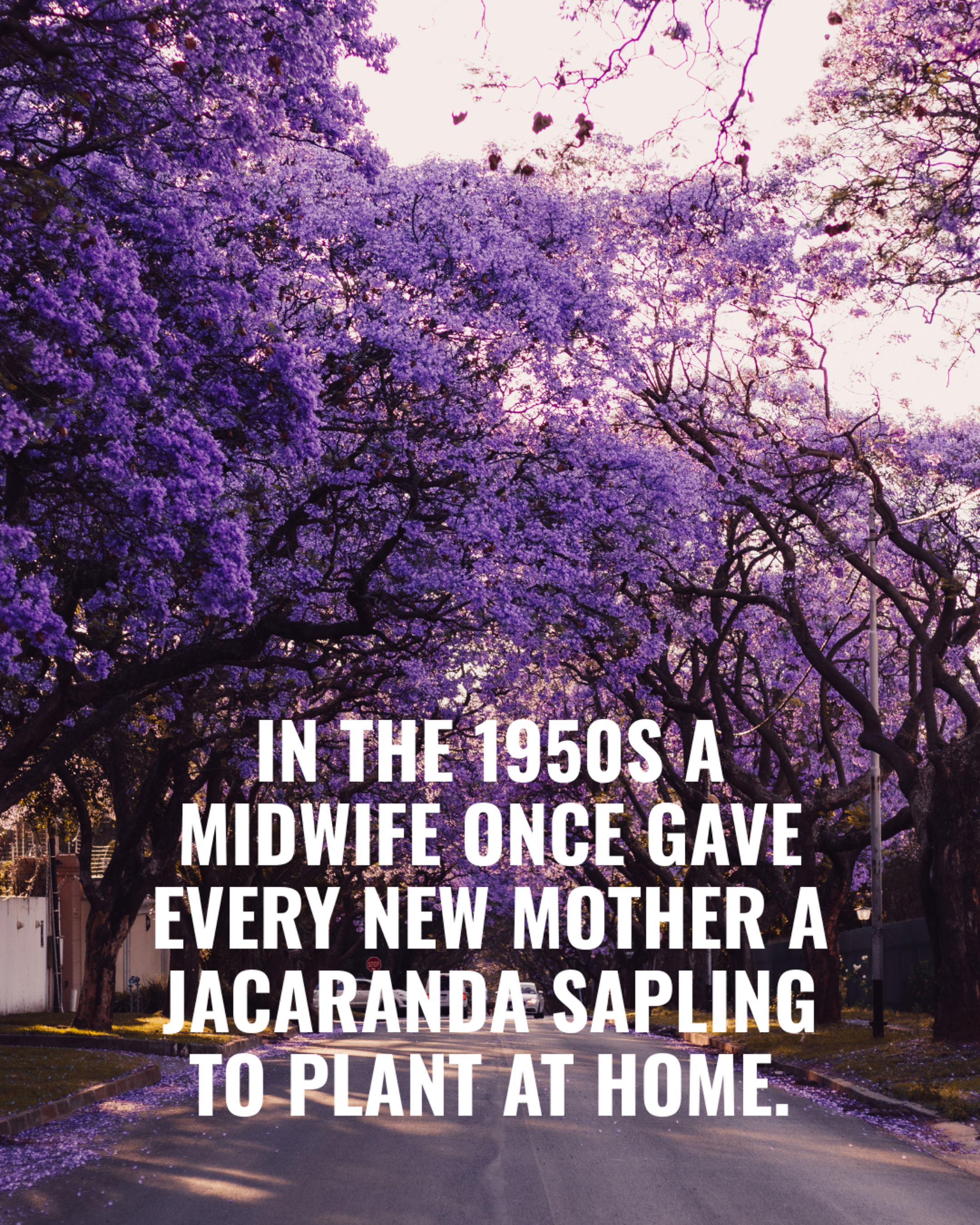 A street lined with purple Jacaranda trees in full bloom with petals falling, text overlay about midwives in the 1950s.