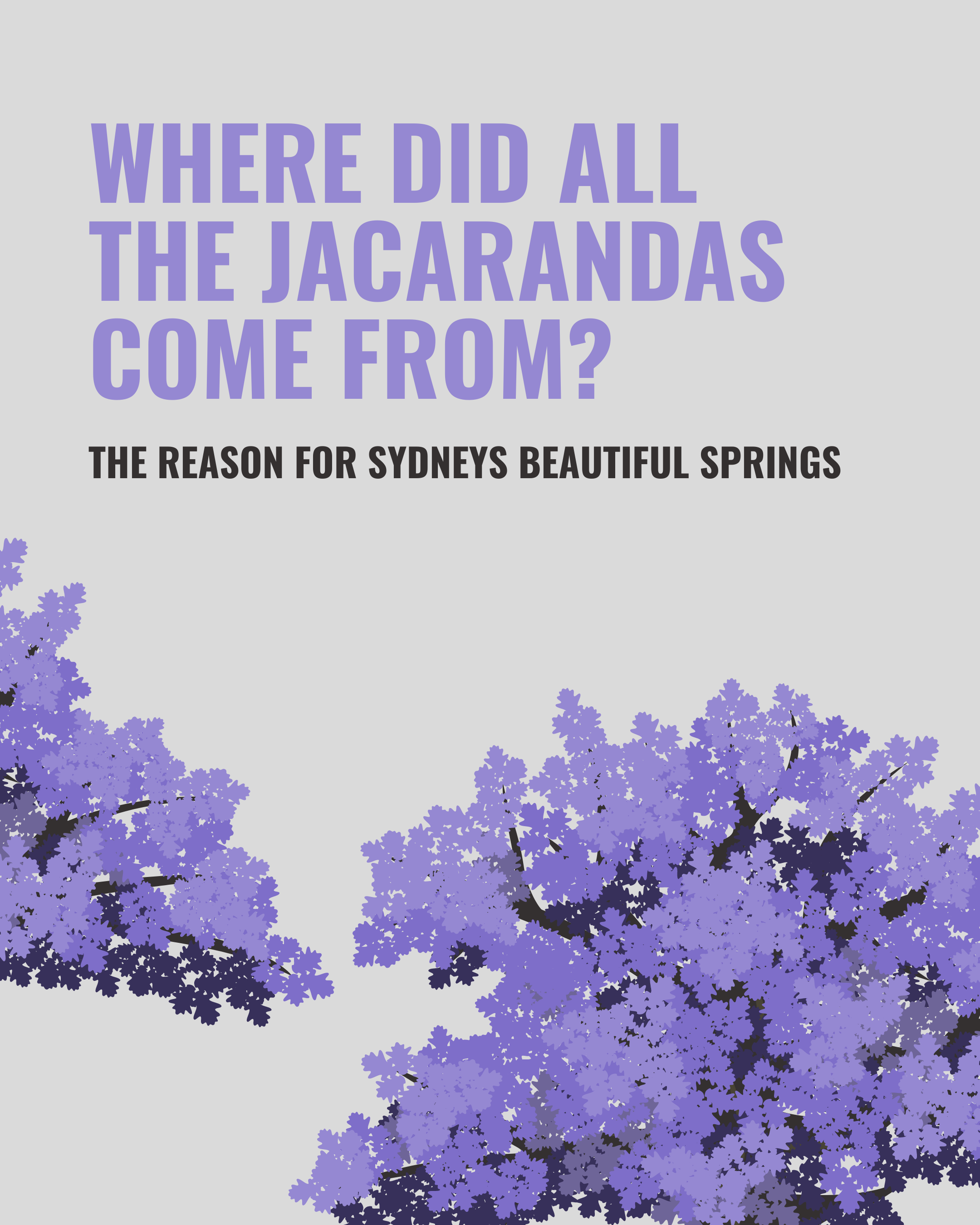 Text on a light gray background asks 'Where did all the Jacarandas come from?'. Below, it says 'The reason for Sydney's beautiful springs'. The lower part of the image shows purple Jacaranda trees.