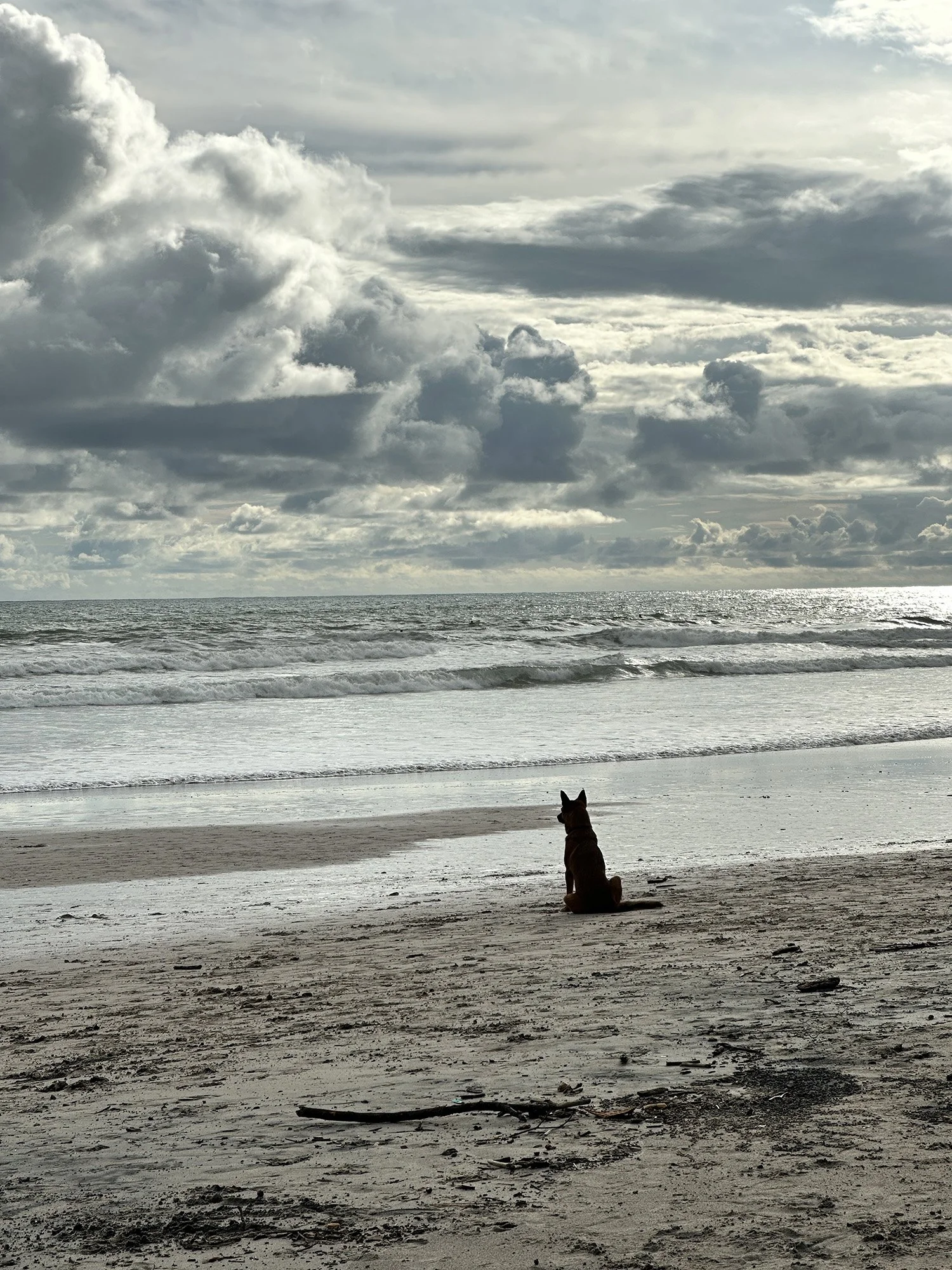 A dog sits on the beach, looking out at the waves