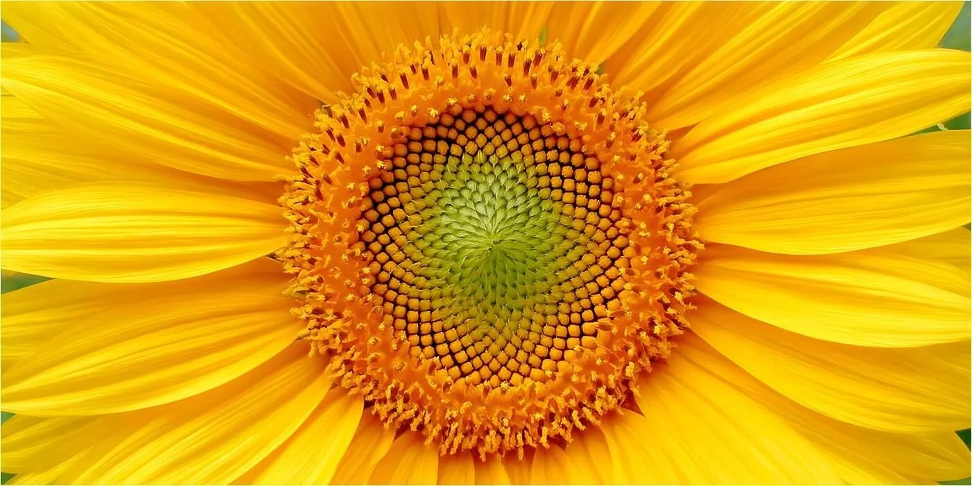 Close-up of a sunflower showing yellow petals and a detailed central seed head with green and orange hues.