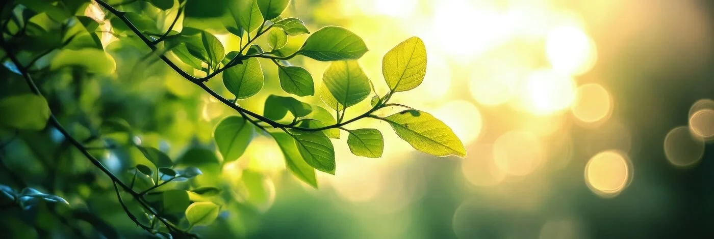 Sunlight shining through green leaves on a tree branch