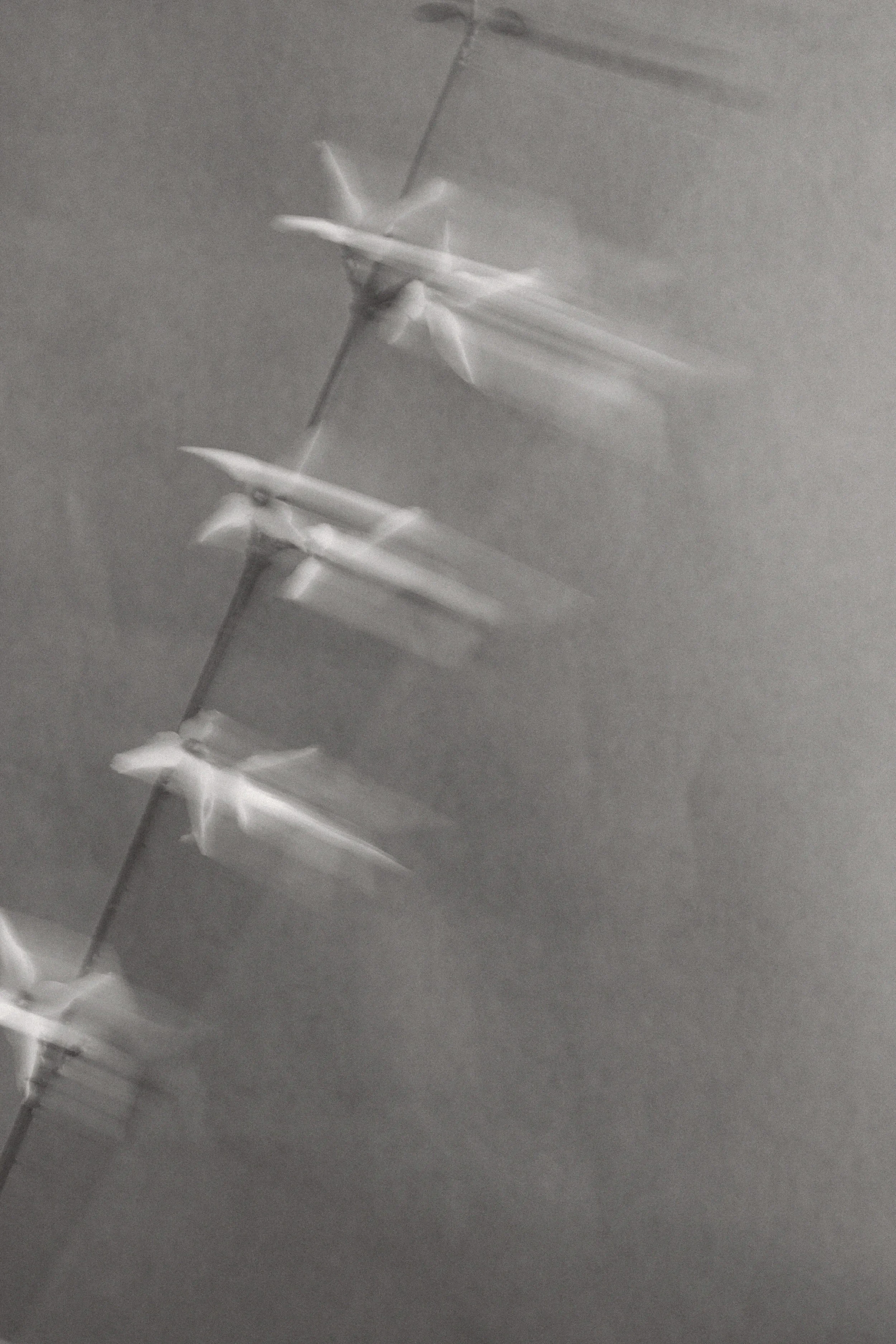Black and white photograph of four fighter jets flying in formation, captured with motion blur.